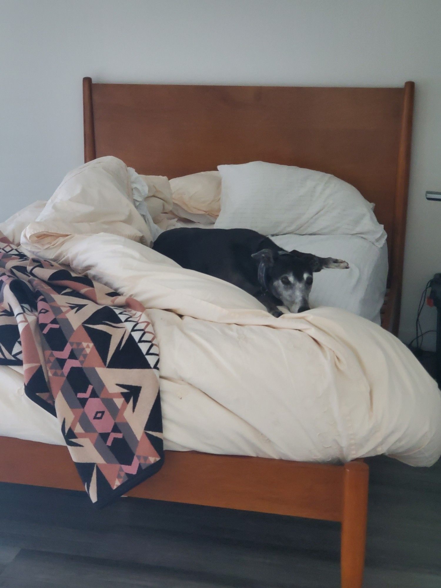 A little black greyhound lies on an unmade bed, snuggled into the cozy warm spot left by her person among the rucked up duvet poufs. She looks unimpressed.