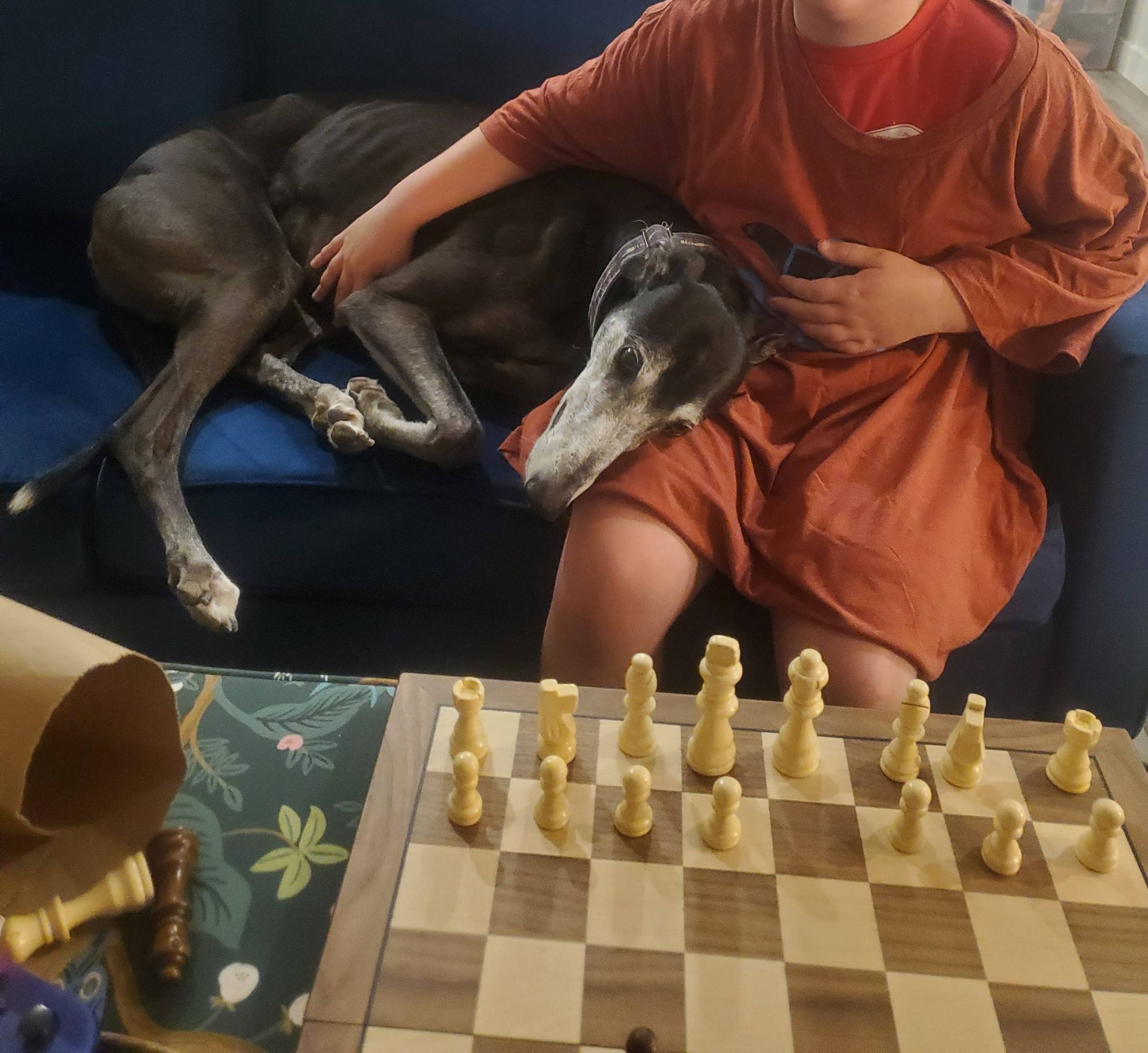 A little black greyhound on a blue velvet sofa, head on smol person's lap, ignoring a chessboard on a coffee table.