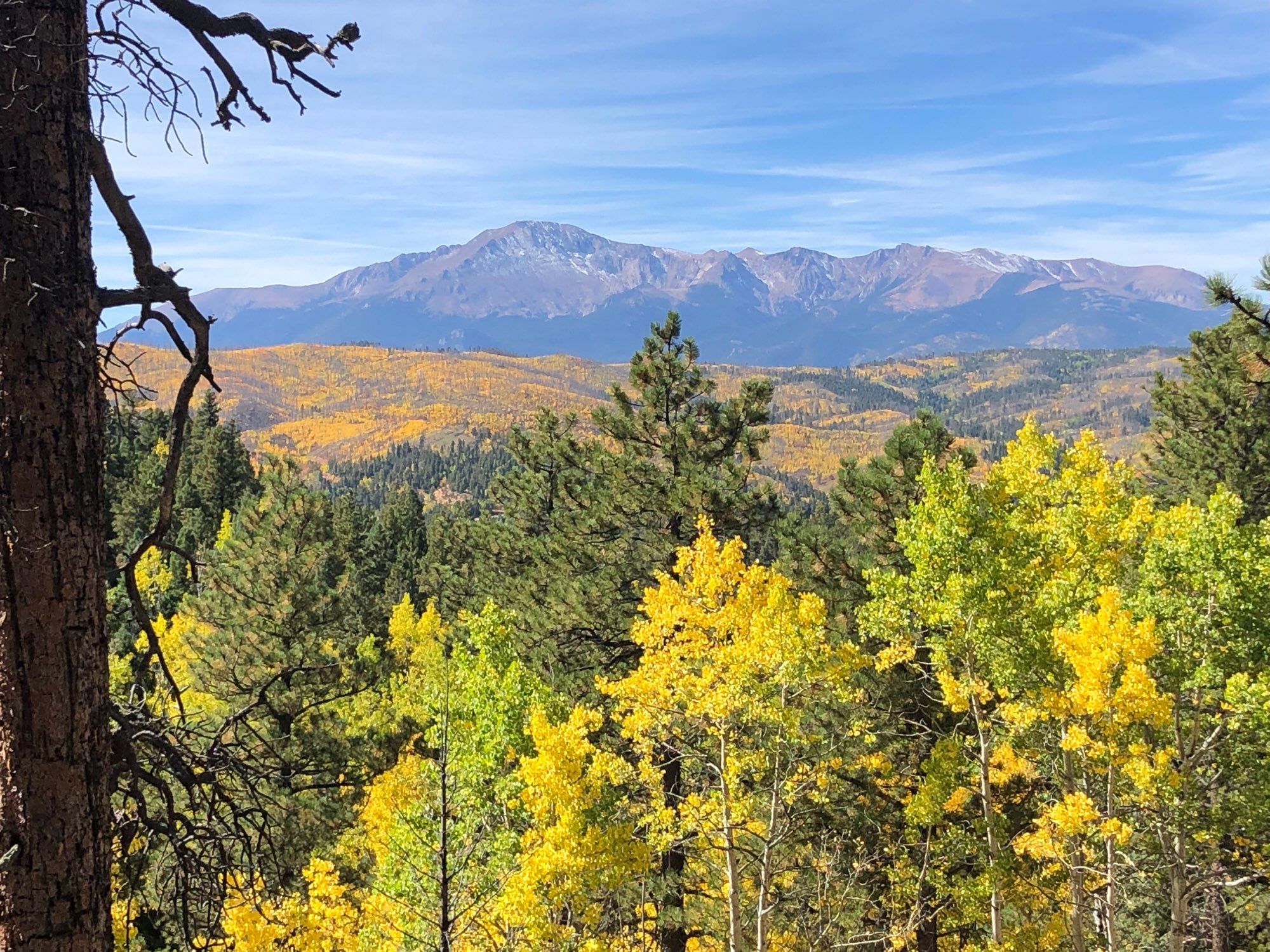 A landscape photo: in the foreground, quaking aspens are turning yellow. In the middle background, a fire-scarred hillside glows ochre with undergrowth in autumn colors, while Pikes peak looms over all in the distance, a few white streaks of snow gracing its north face.