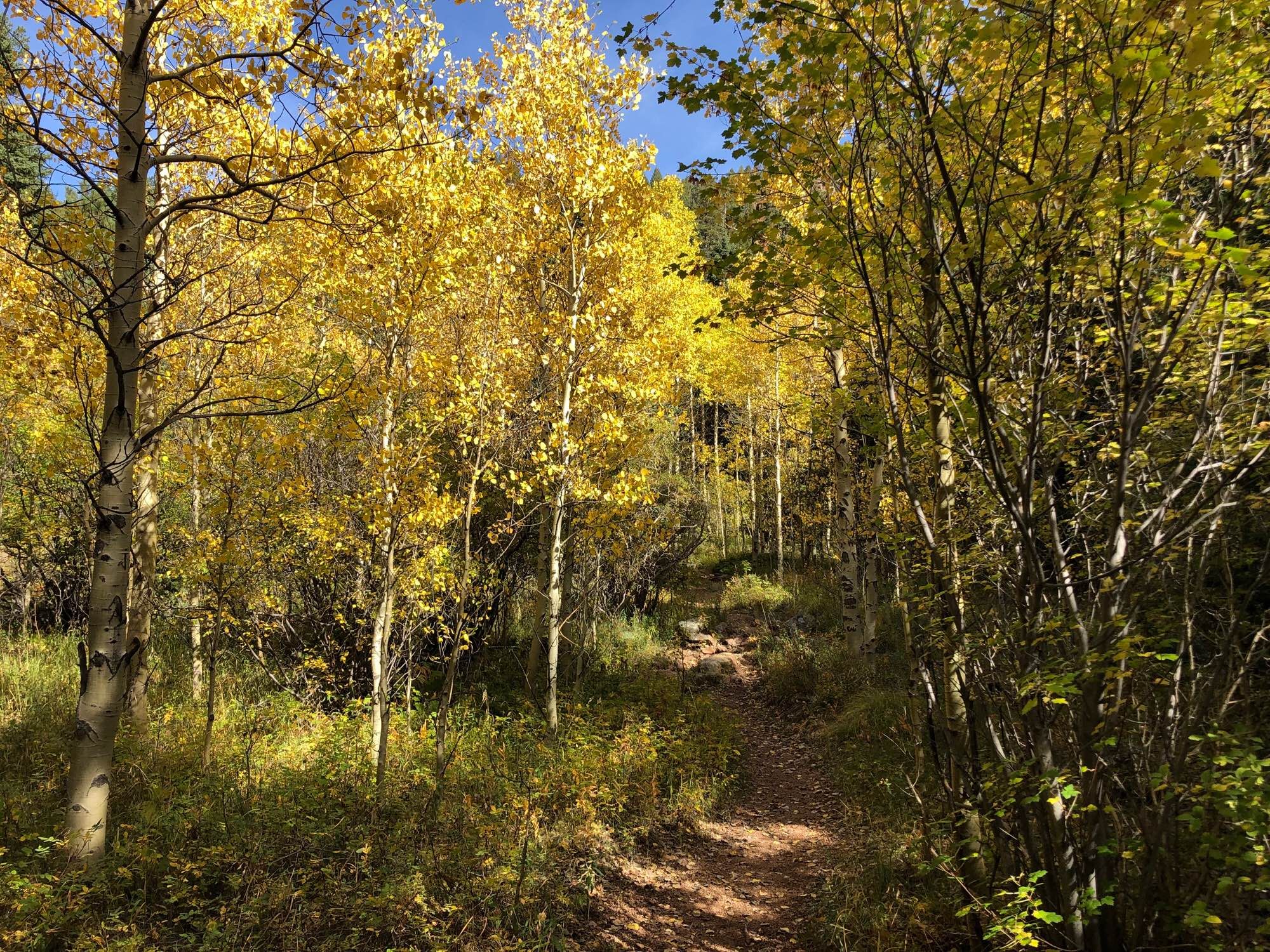 A meadow trail winds through a stand of young aspens all in yellow gold