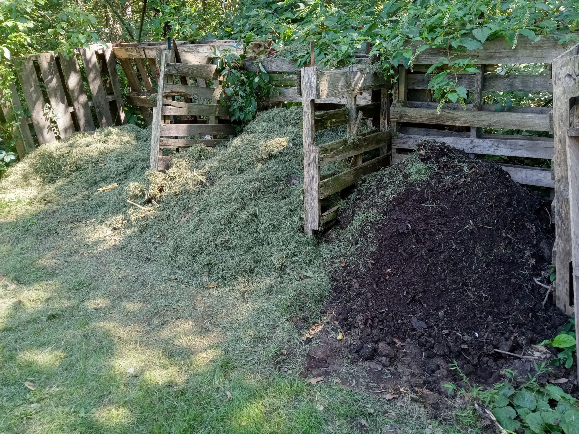 Three compost bins made of old wood pallets at the edge of forest. 1st and 2nd bins are topped with fresh grass cuttings, 3rd bin filled with dark brown compost.