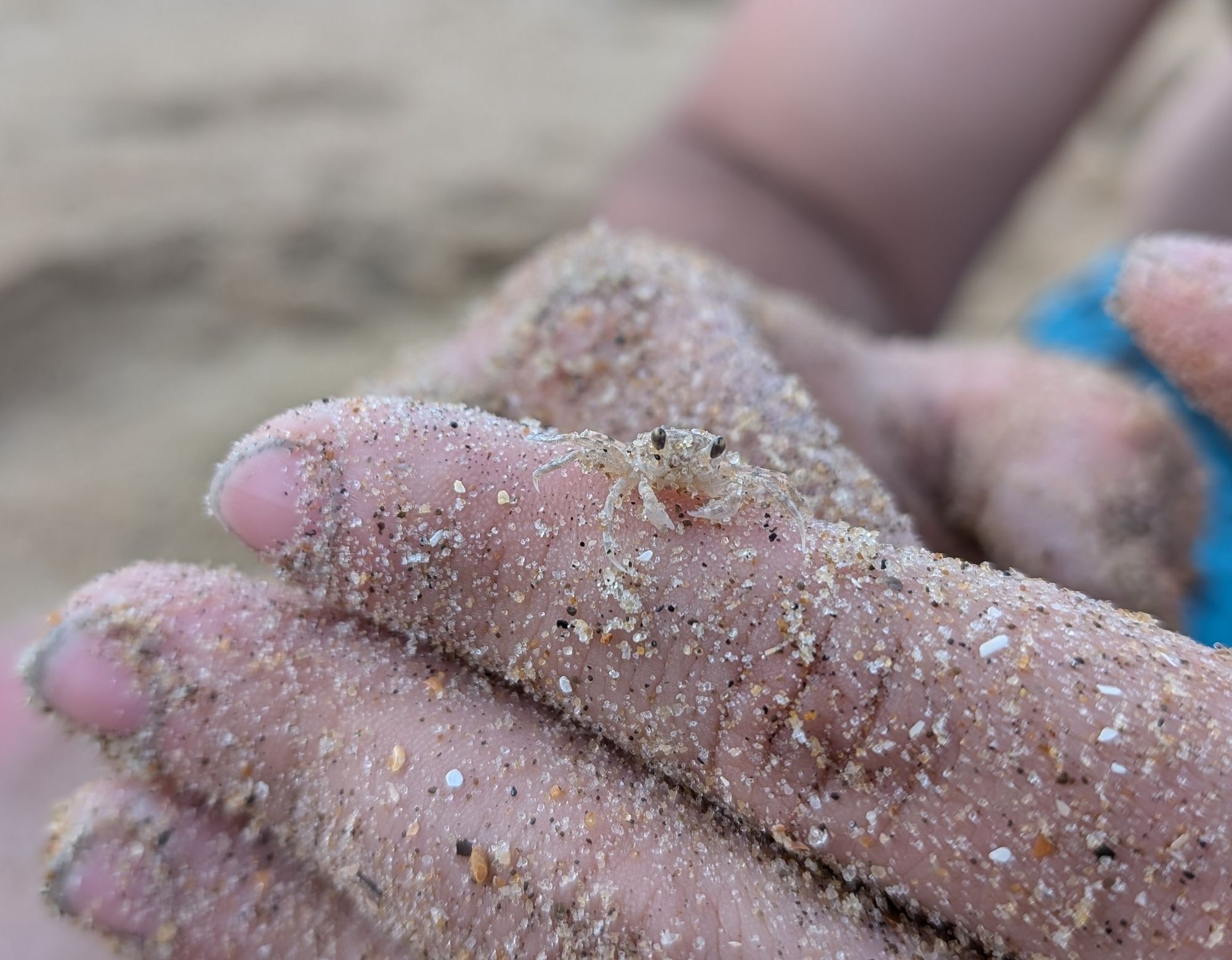 Photo of a tiny bubbler crab about the size of a fingernail resting on a hand coated in grainy sand. They are practically the same color as the sand, which makes them kinda hard to see even up close.