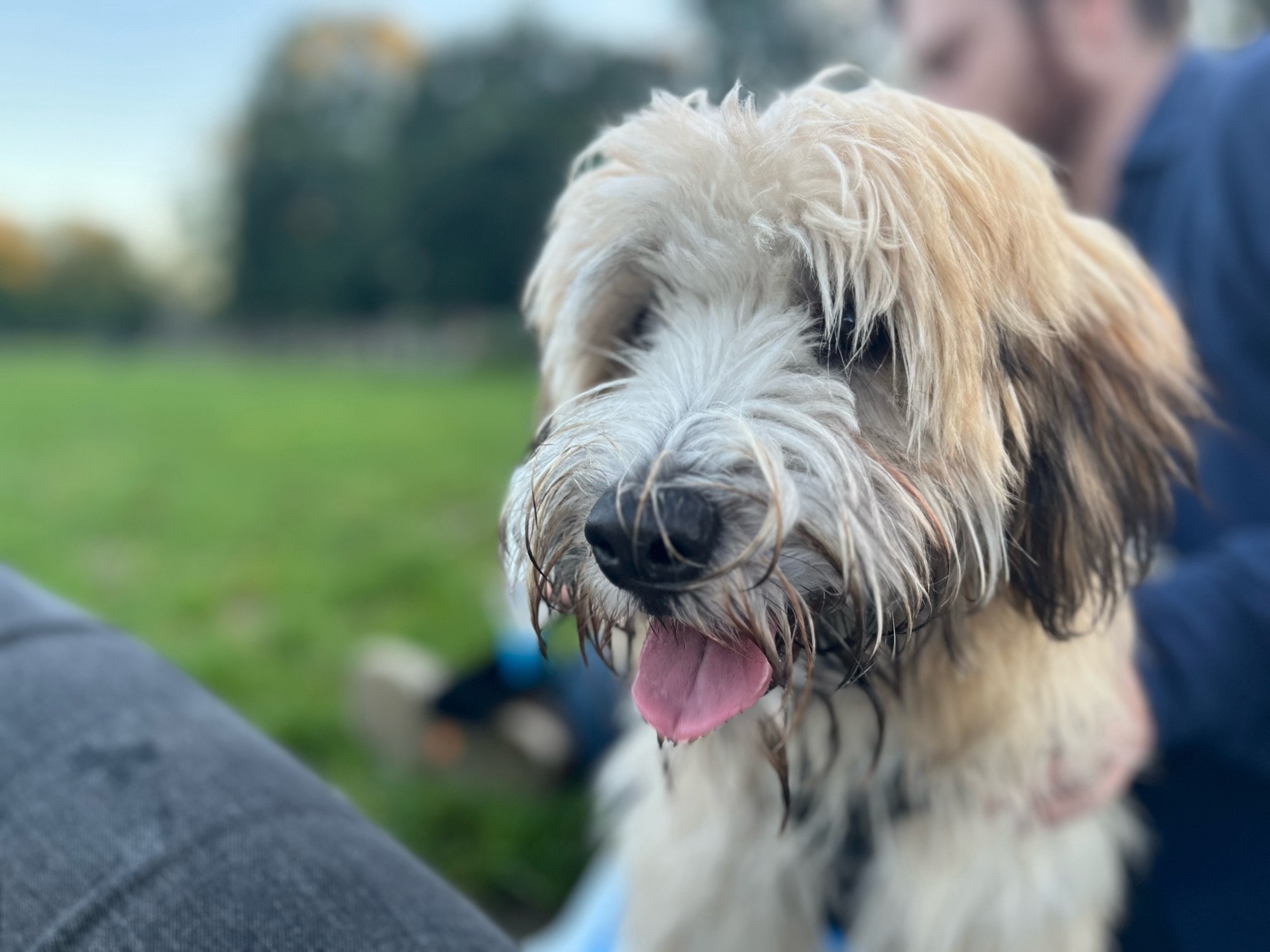 Picture of our dog Norman, exhausted from all the running in the park.