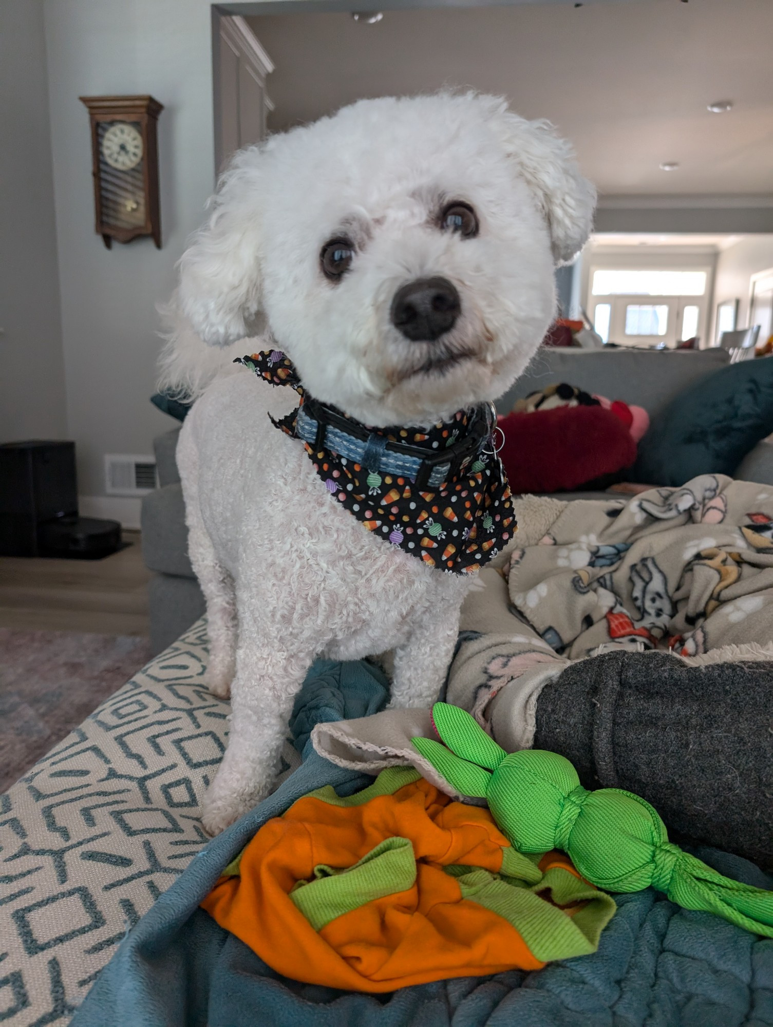 Casper the bichon standing on the Ottoman after getting groomed, wearing a Halloween bandana and looking at the camera quizzically 