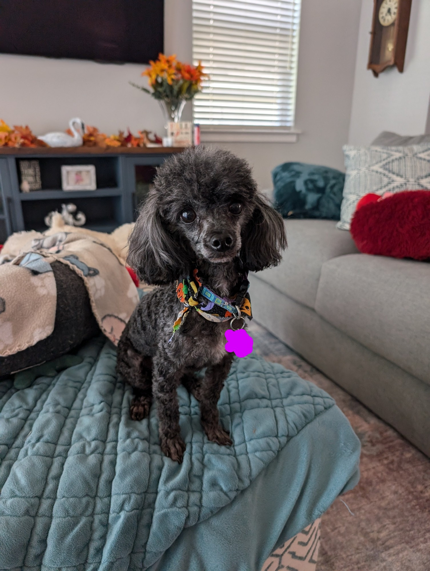 Winston the black toy poodle sitting in an ottoman, freshly groomed and wearing a Halloween bandana.