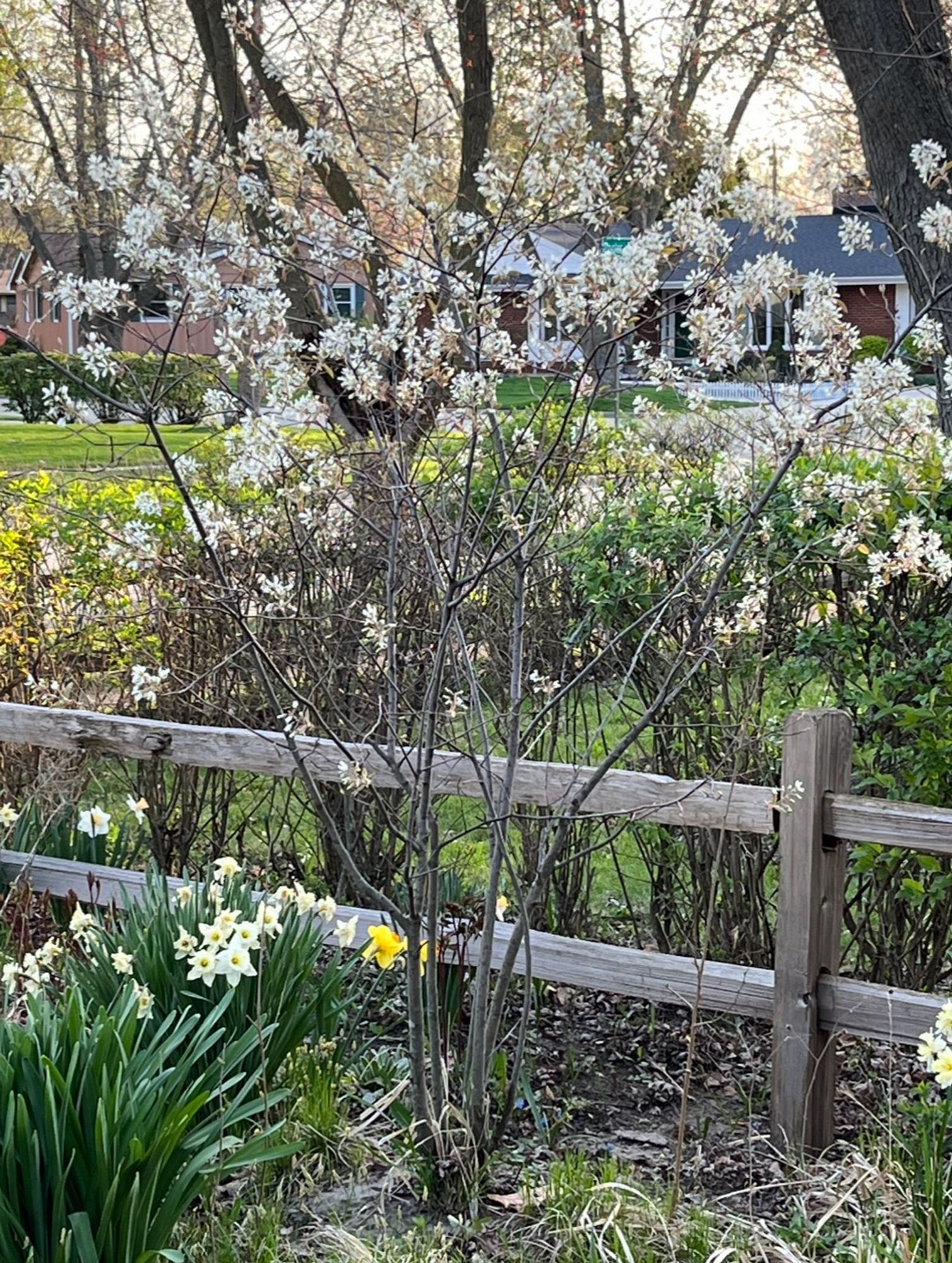 Amelanchier grandiflora, a.k.a. Serviceberry, Juneberry, Shadbush. White flowers in spring bloom.