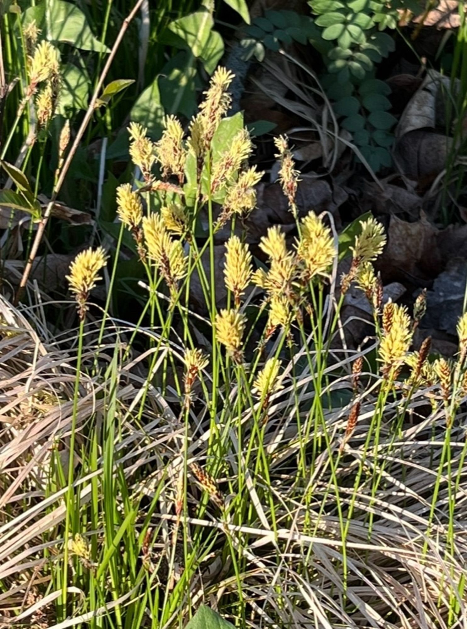 Penn sedge with blooming seed heads