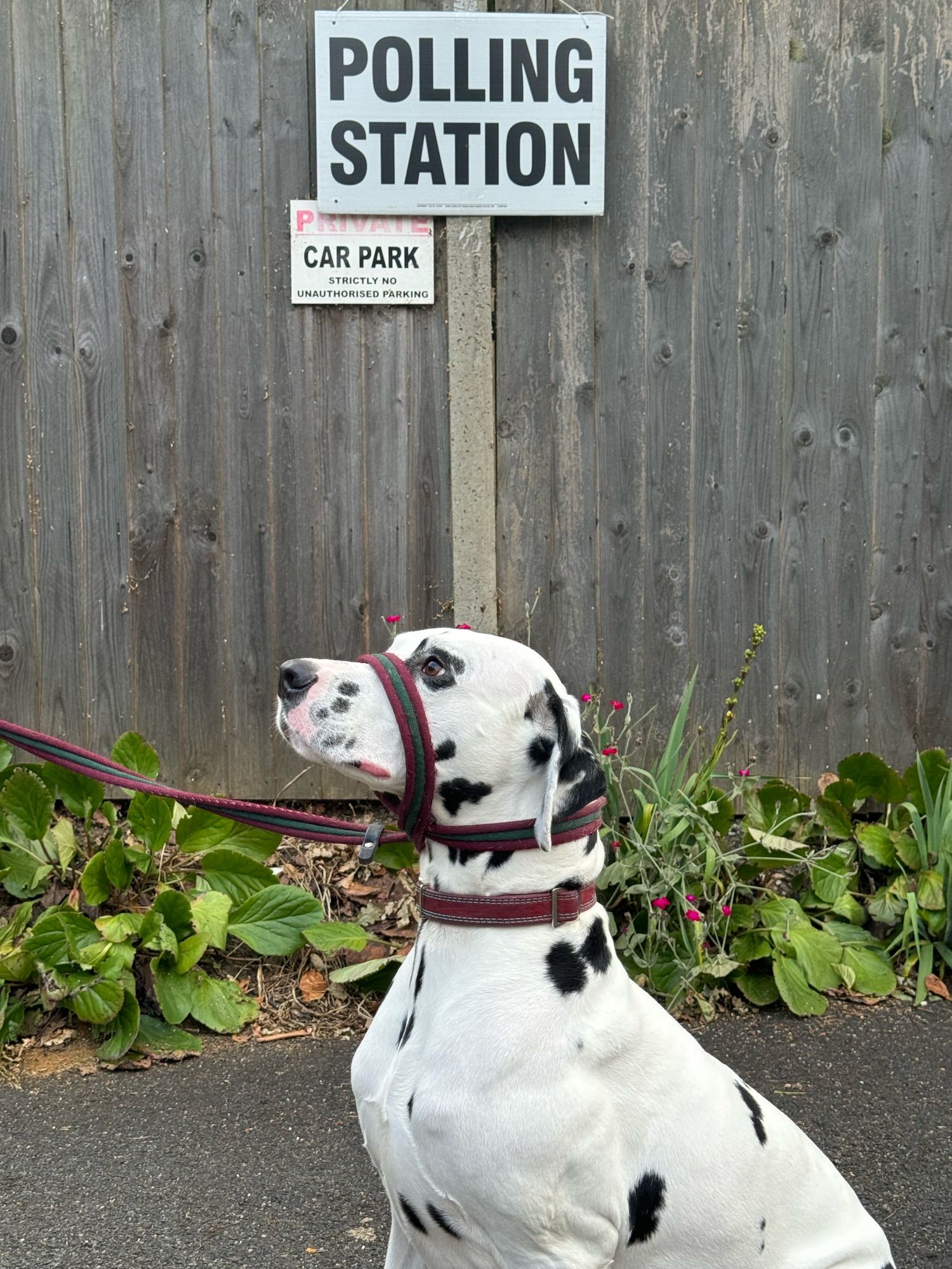 A sitting Dalmatian under a polling station sign