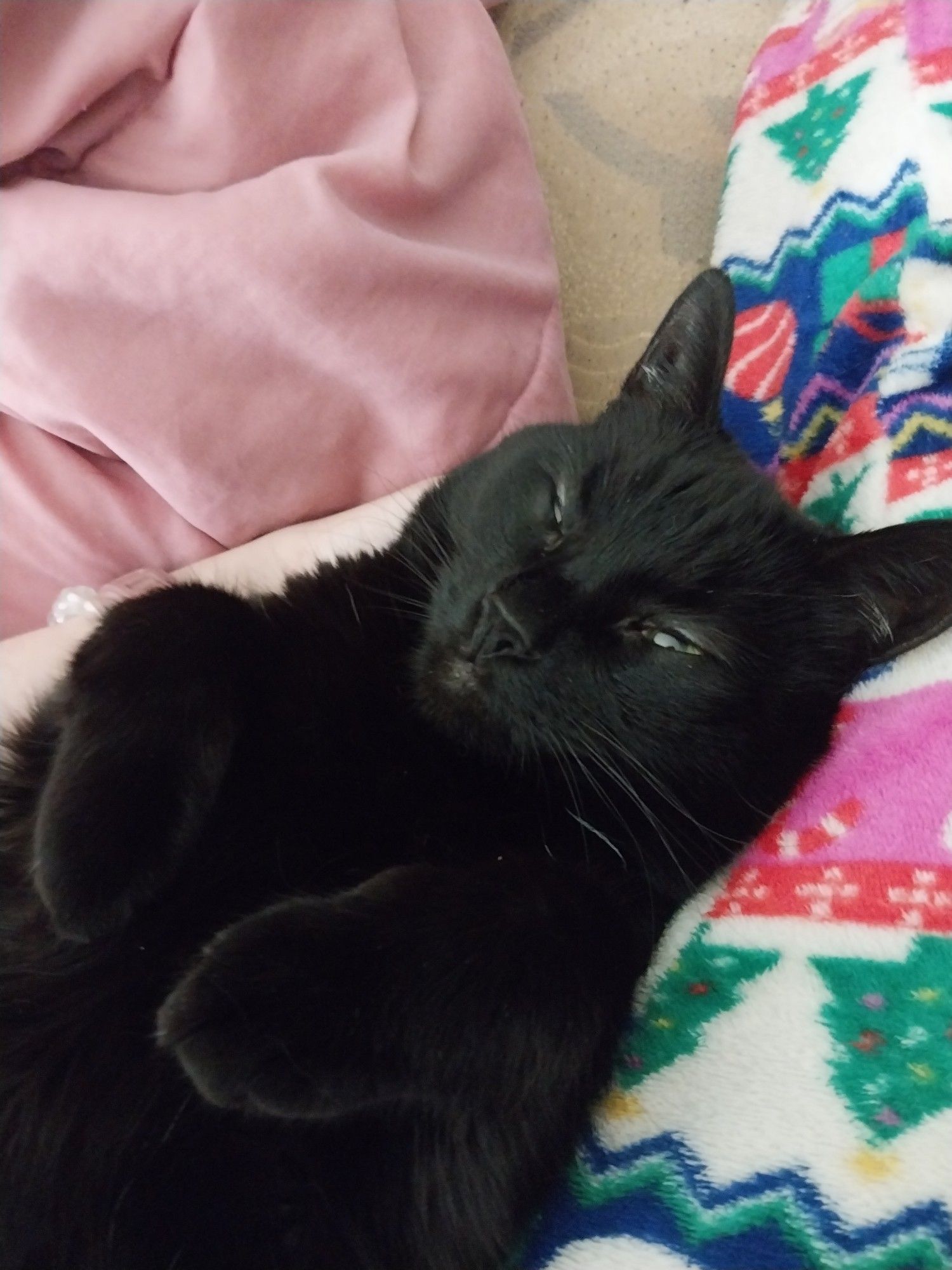 My black cat Mika laying on her back looking sleepy