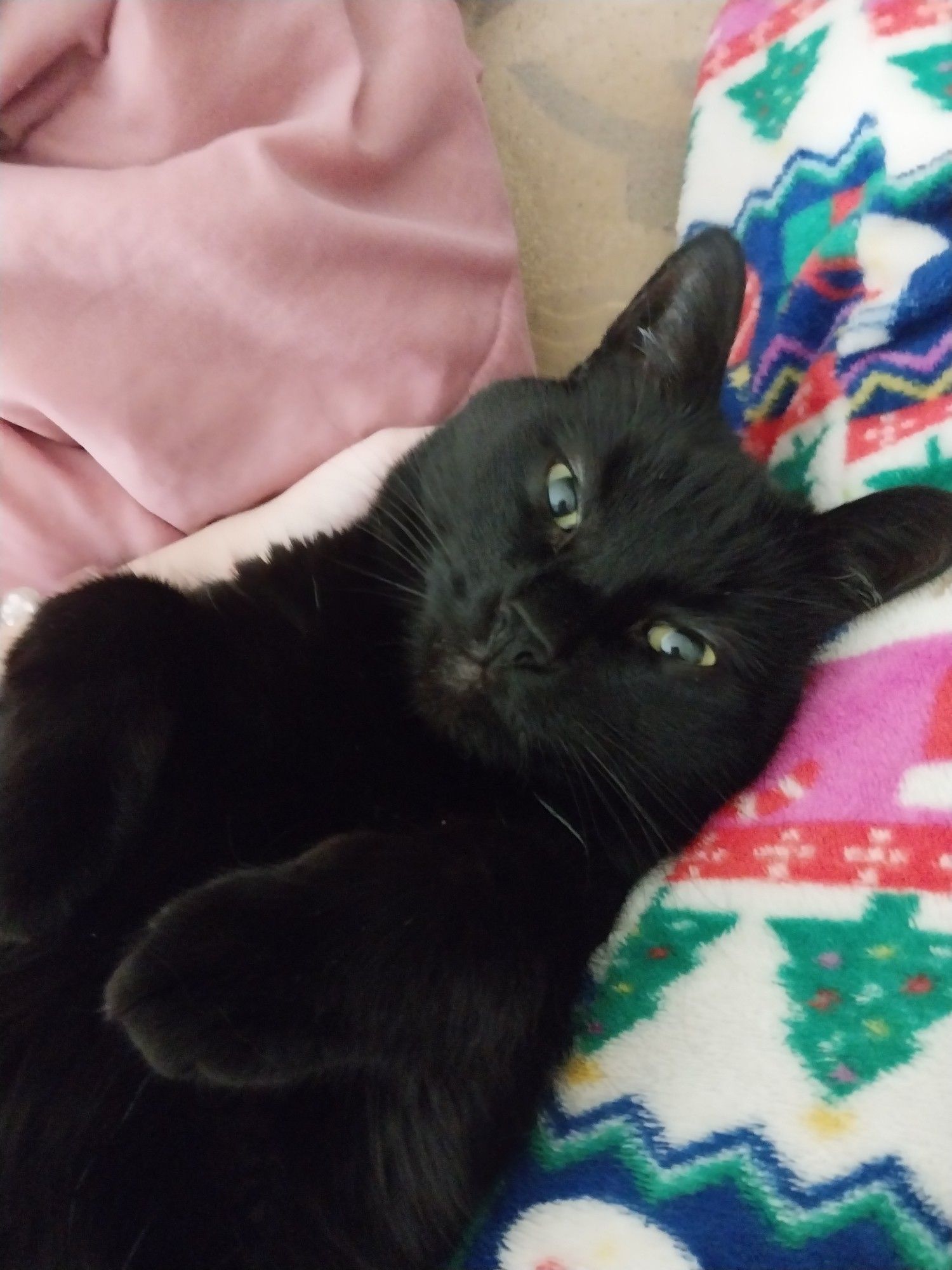 My black cat Mika laying on her back looking at the camera