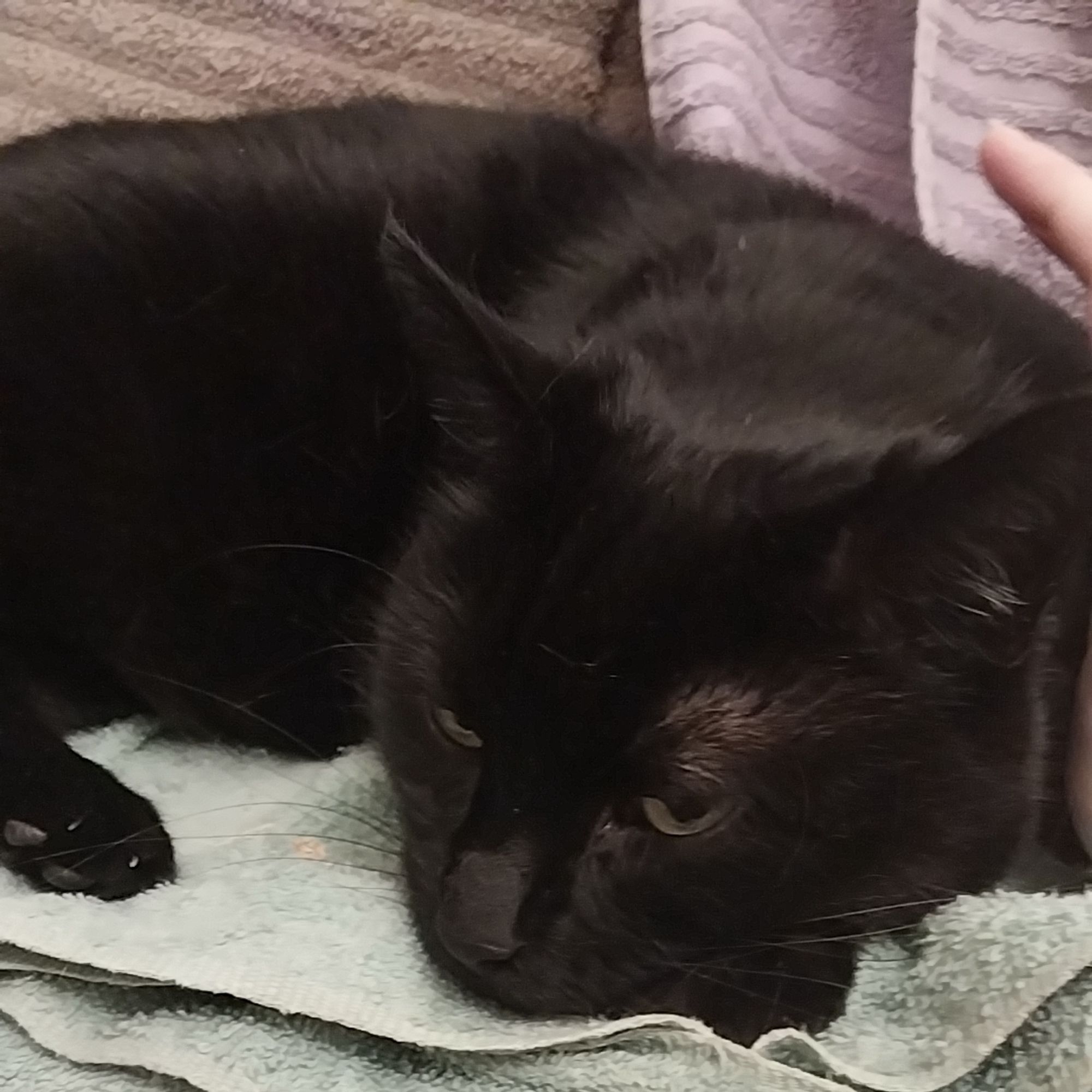 My black cat Mika laying on a towel looking at the camera