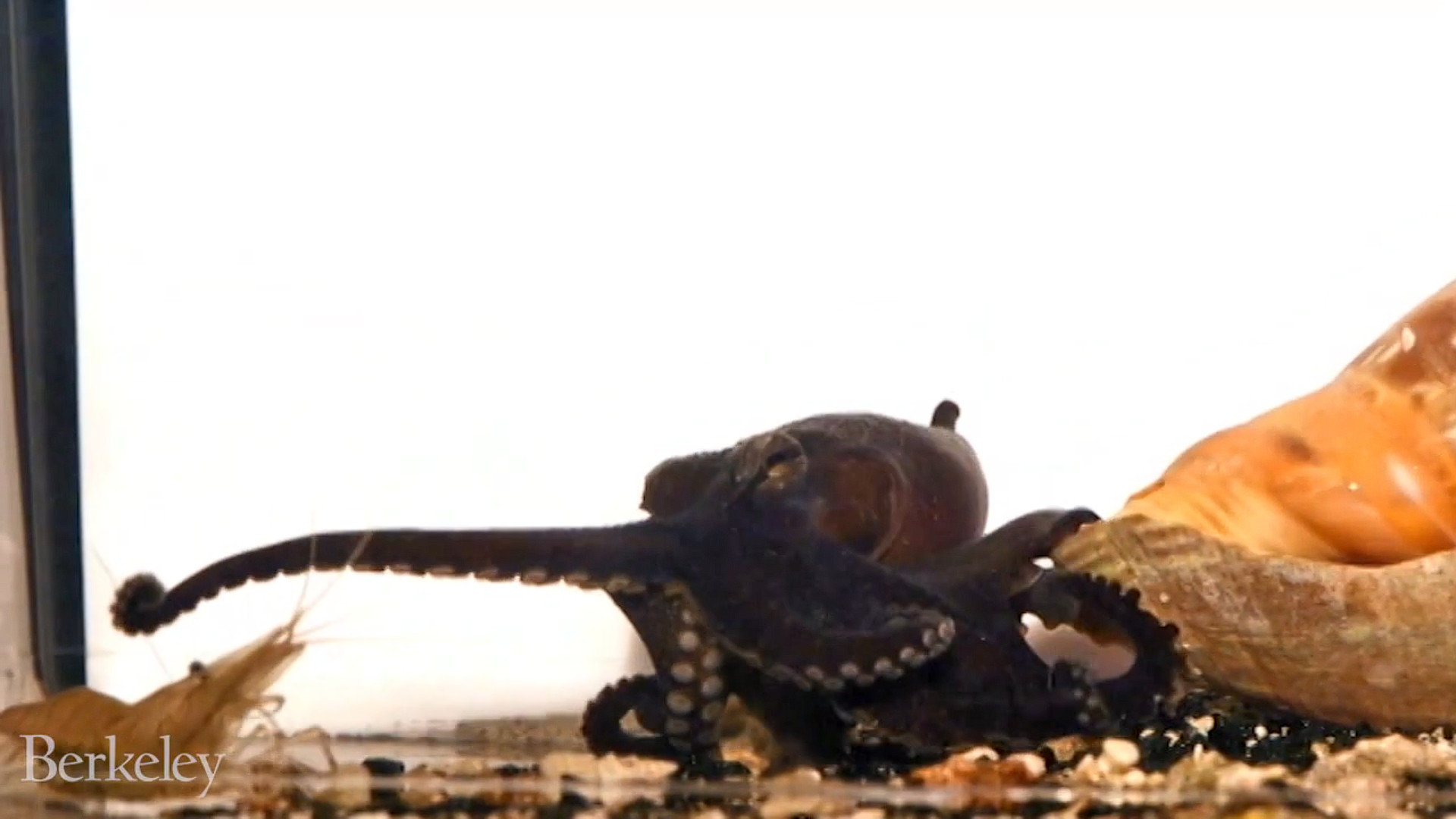 A larger Pacific striped octopus in a tank with its arm stretched over, preparing to tap and grab a shrimp sitting in the corner. The octopus is next to a conch shell, and the octopus has a dark reddish brown colour. The shrimp is a light brown colour.
