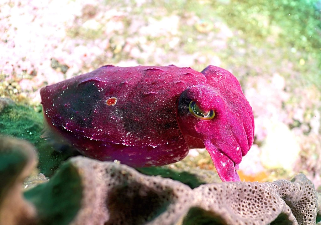 A Ken's Cuttlefish (Sepia grahami) swimming just above the ground in a reef. It has a magenta colour, and it has an orange spot of the mantle.