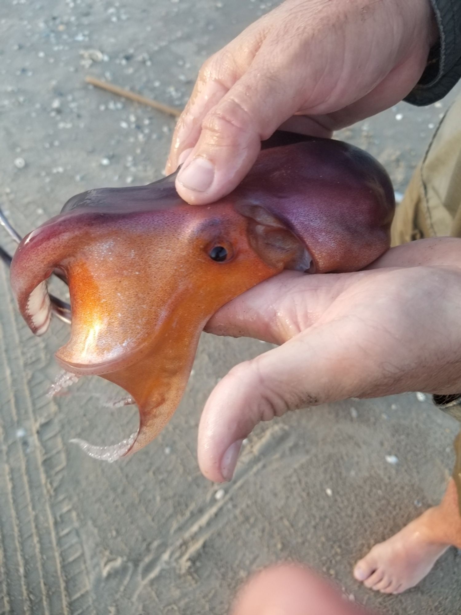 Violet Blanket Octopus (Tremoctopus violaceus) with it's webbing tucked away and being held in a person's hands