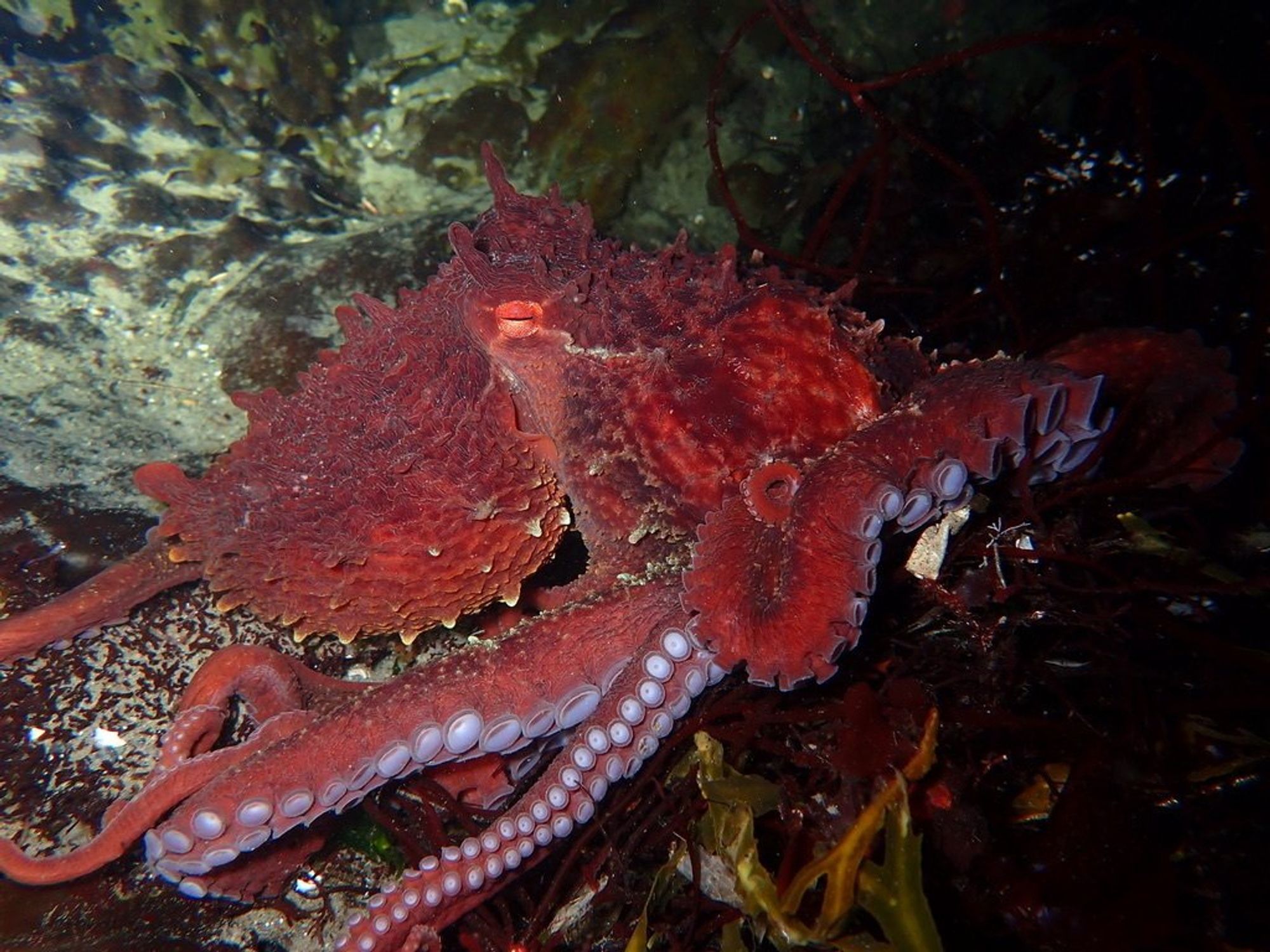 A giant Pacific octopus (Enteroctopus dofleini) displaying a rich, deep red colour. It's papillae is extended, resulting in their skin being covered in bumps, and it's suckers are visible.