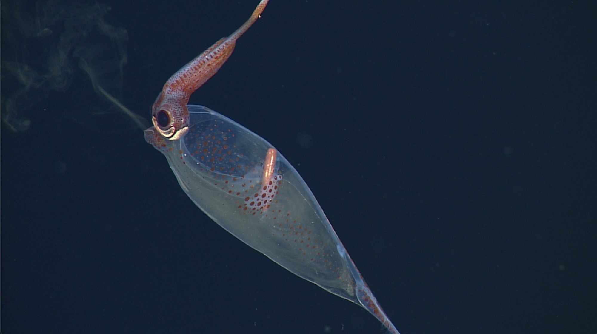 A Taonius sp. inking. Its body is oriented on a diagonal, with its face pointing to the upper left. Its arms and tentacles are raised above its head, at a 90 degree and to its body. Its body is translucent, with some red chromatophores on its mantle. Its eyes and limbs have more visible chromatophores, so you can't see through them. You can see into its mantle, including a long orange digestive gland  that is oriented vertically. Its mantle is filled with ink that it is slowly releasing from its siphon, so it is looks like someone exhaling smoke or a vape.