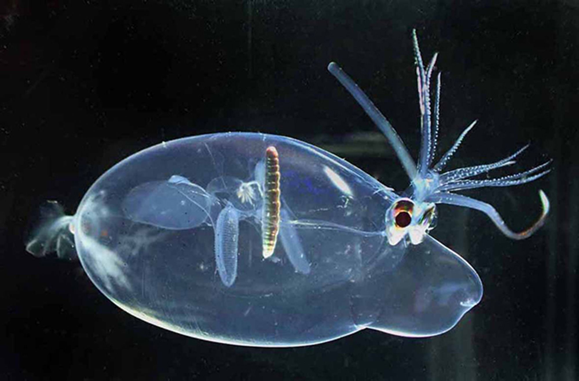 A floating piglet squid (Helicocranchia sp.). Its body is completely translucent, except for a single, thin, vertically oriented organ. Its limbs being held upwards, making it look like it has crazy hairdo. It has a relatively large siphon that is below its head sticking straight out, making it look like a pig with a snout