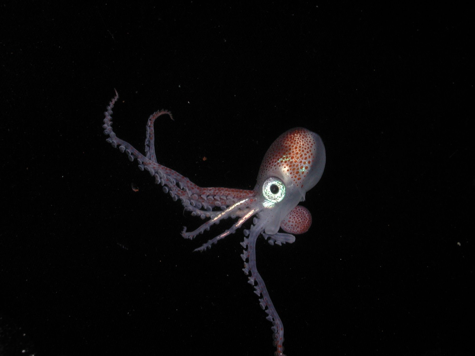 A tiny football octopus (Ocythoe tuberculata) in black water. It is not clear if it is a juvenile or a dwarf male. The octopus has translucent flesh and red chromatophores, with some iridescence  on its mantle, eye and two arms. The octopus has most of it arms extending out to either side, but it has two shorter arms extending straight out, making it look like it is doing a goofy dance.