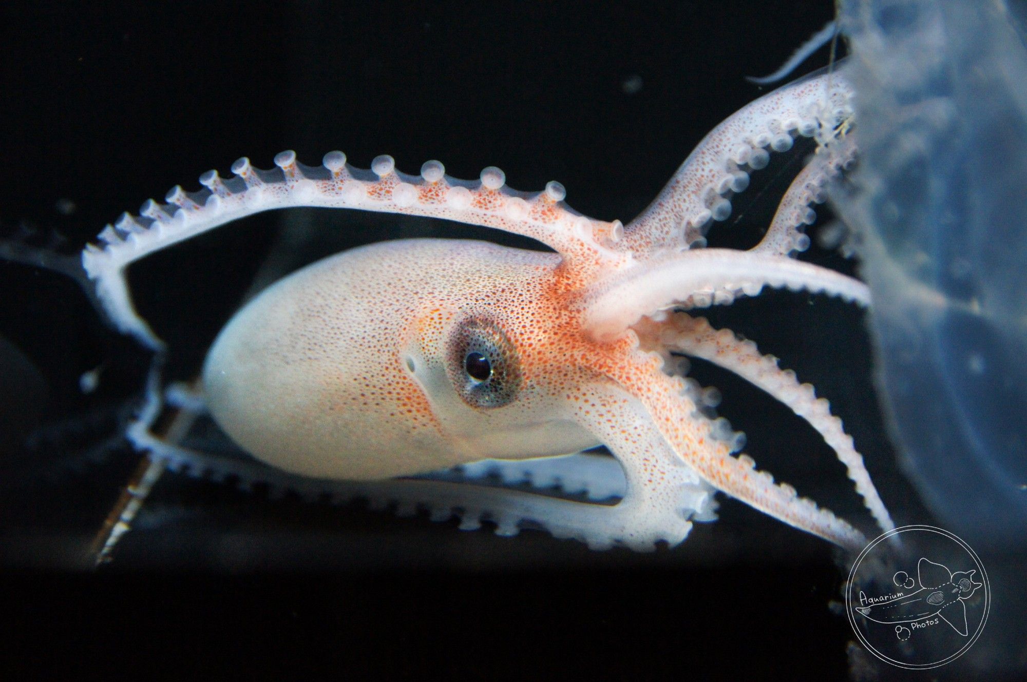 A close up of football octopus (Ocythoe tuberculata) in a small aquarium with a Twin-sailed Salp (Thetys vagina) that is on the right edge of the image. It is a temporary exhibit in the Yogyo Aquarium in Shizuoka, Japan. The octopus is white with lots of red and orangish red chromatophores. Three of its arms are extending back and around its mantle.