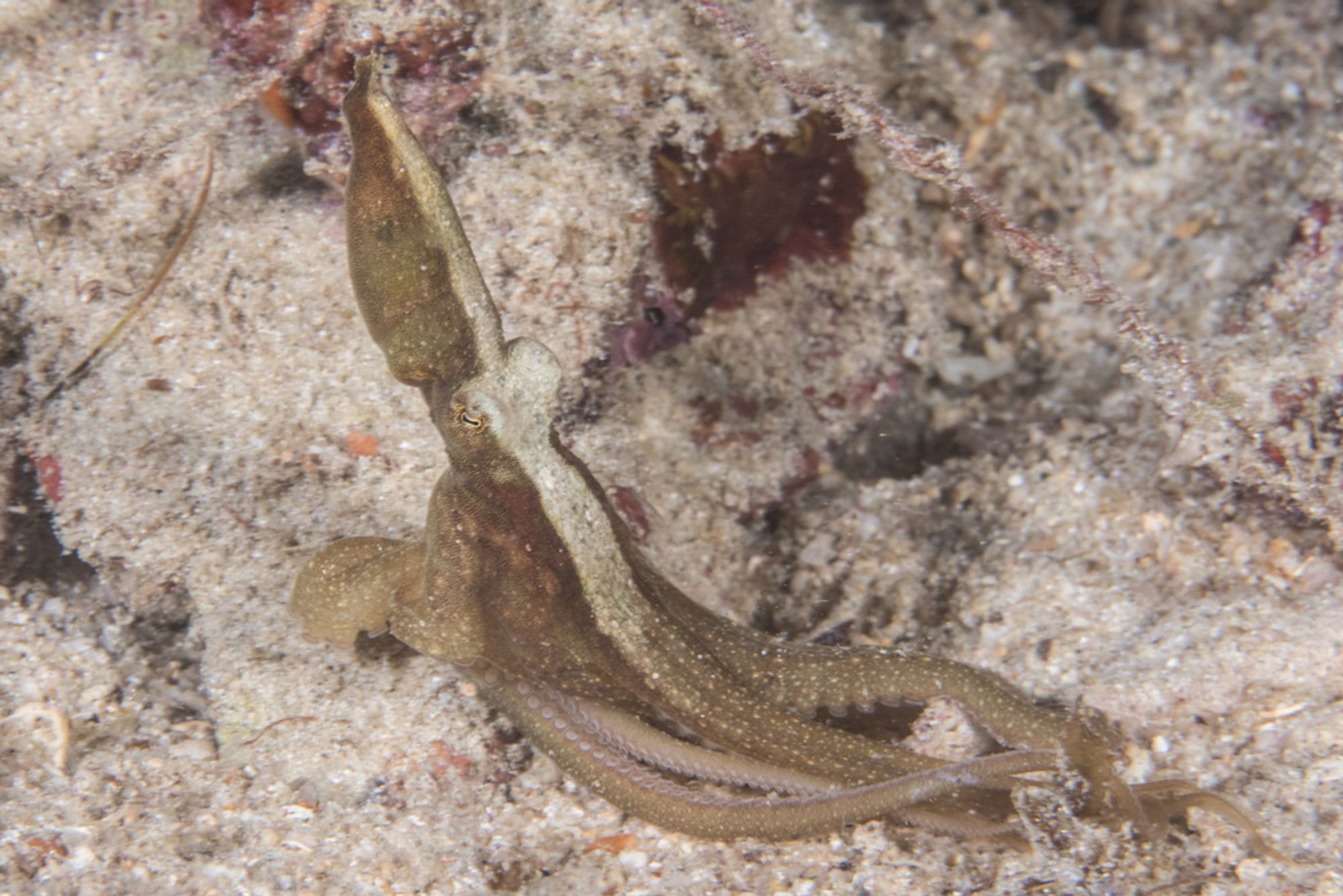 An Algae Octopus (Abdopus aculeatus) sitting on the seabed in an upright position. Its arms are resting on the ground and its head and mantle are pointing up. It has a white strip going down the centre of its mantle and head down to the top of their centre arms.