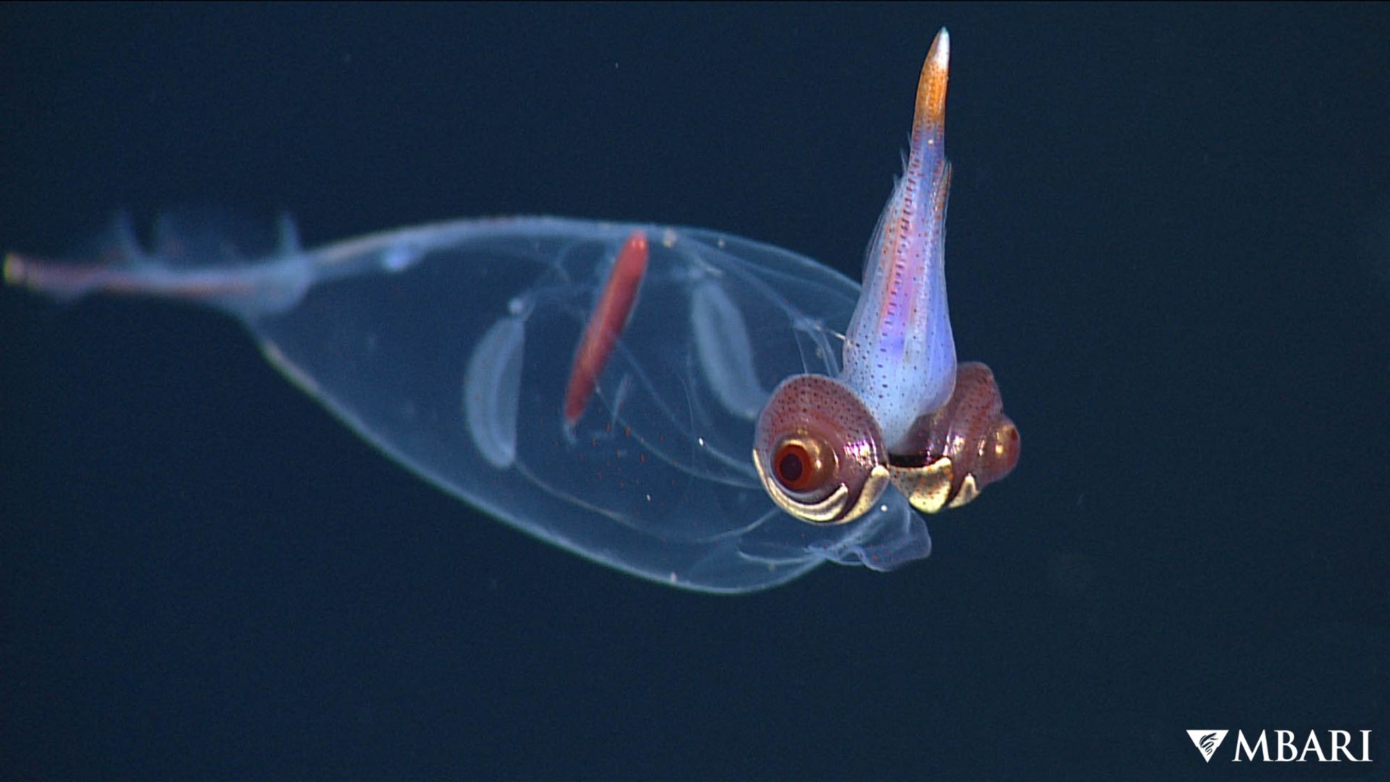 A Taonius sp. swimming in the ocean. Its body is transparent, except for one of its digestive gland, which is a long thin red organ, and eyes which are reddish. Its tentacles are translucent with orange tips.