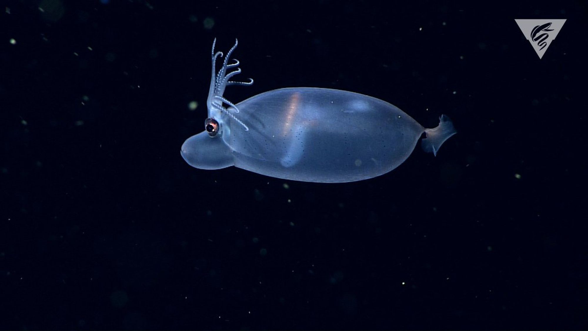 A piglet squid (Helicocranchia sp.) floating in the ocean. Its entire body is translucent and is oriented horizontally. Its limbs being held upwards, making it look like it has crazy hairdo. It has a relatively large siphon that is below its head sticking straight out, making it look like a pig with a snout. The picture is from the side.