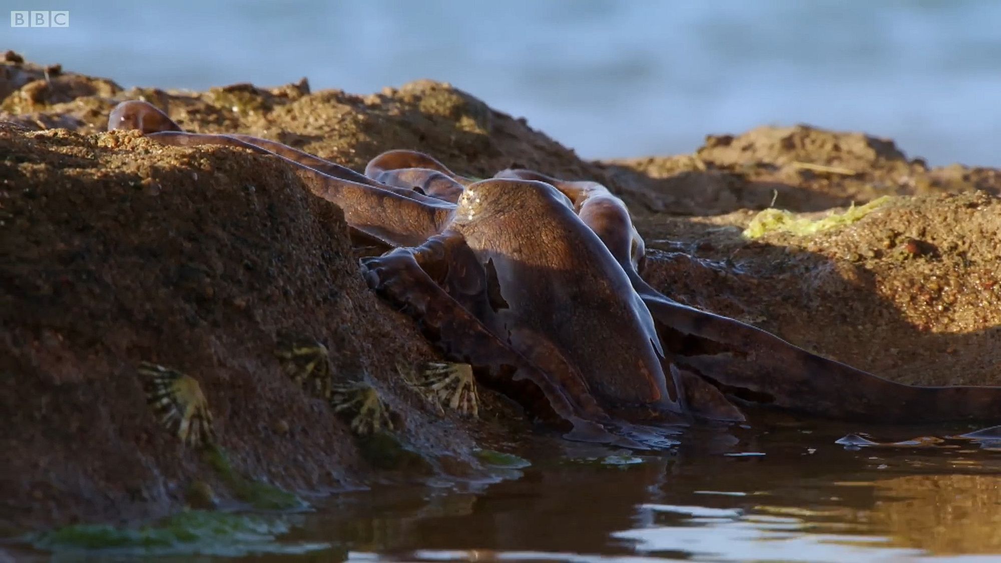 An Algae Octopus (Abdopus aculeatus) crawling out of a tide pool on a beach. It is going up a small ledge. It is all shiny and smooth as it leaves the water. It is brown. The beach has wet, dense sand. There are four cone shaped creatures sticking out of the ledge to the octopus's left.