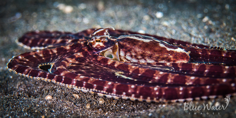 A Mimic Octopus (Thaumoctopus mimicus) going across the sandy seafloor which mimicing a  zebra sole. It has body pressed flat against the seafloor, giving it a wide and flat appearance. It has an alternating maroon and pink/white pattern, but mostly marroon. Its arms have alternating stripes of maroon and pink, with its white suckers visible.