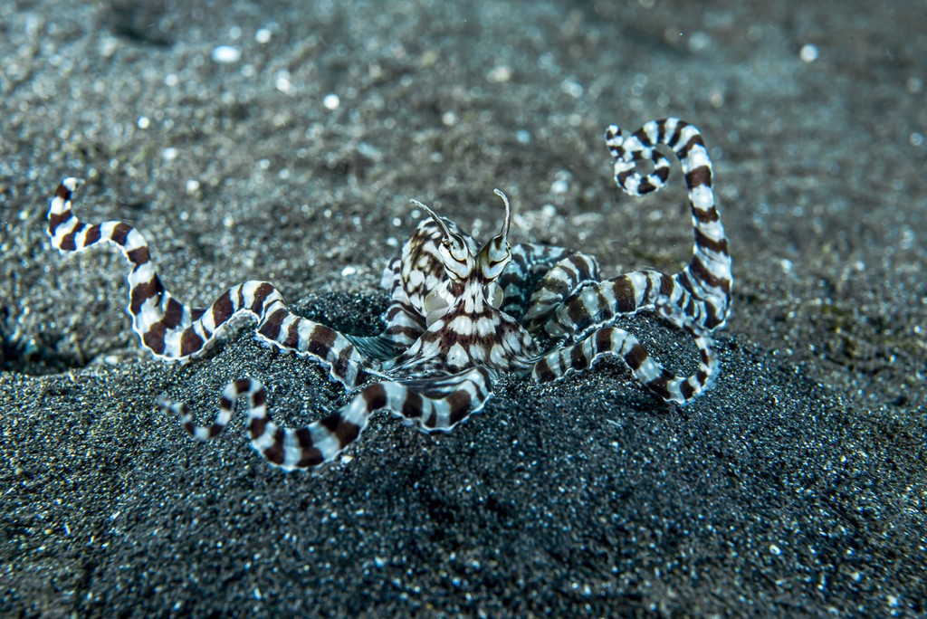 A Mimic Octopus (Thaumoctopus mimicus) sitting in the sand. Its head, mantle and arms are sticking out of the sand. Its arms are extending out, and mostly have a wavy pattern, although one arm is raised and curled around. Its eyes are being raised up, and it has two long bits above each eyes that resemble fleshy horns. It has an alternative pattern of white and brown. This is most notable on its arms, which have alternating brown and white stripes, with a thin white lin going down the length of the arms.