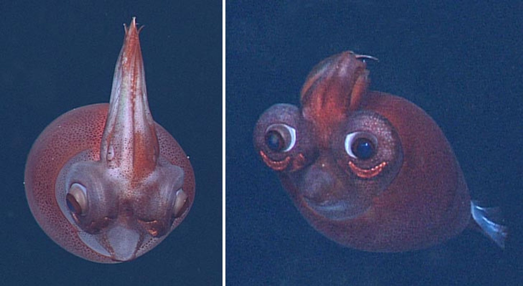 Two photos of a Taonius borealis. The squid has deep red chromatophores all over its body. The first photo is from straight on and slightly above. Its eyes are looking down, its limbs are all pointing straight up, and its mantle is going straight back. The second photo is in front of its head. It is looking forward with sad, depressed eyes and its limbs are up and going back. Its mantle is going back and slightly down. Its siphon is just below its eyes, looking like a mouth.