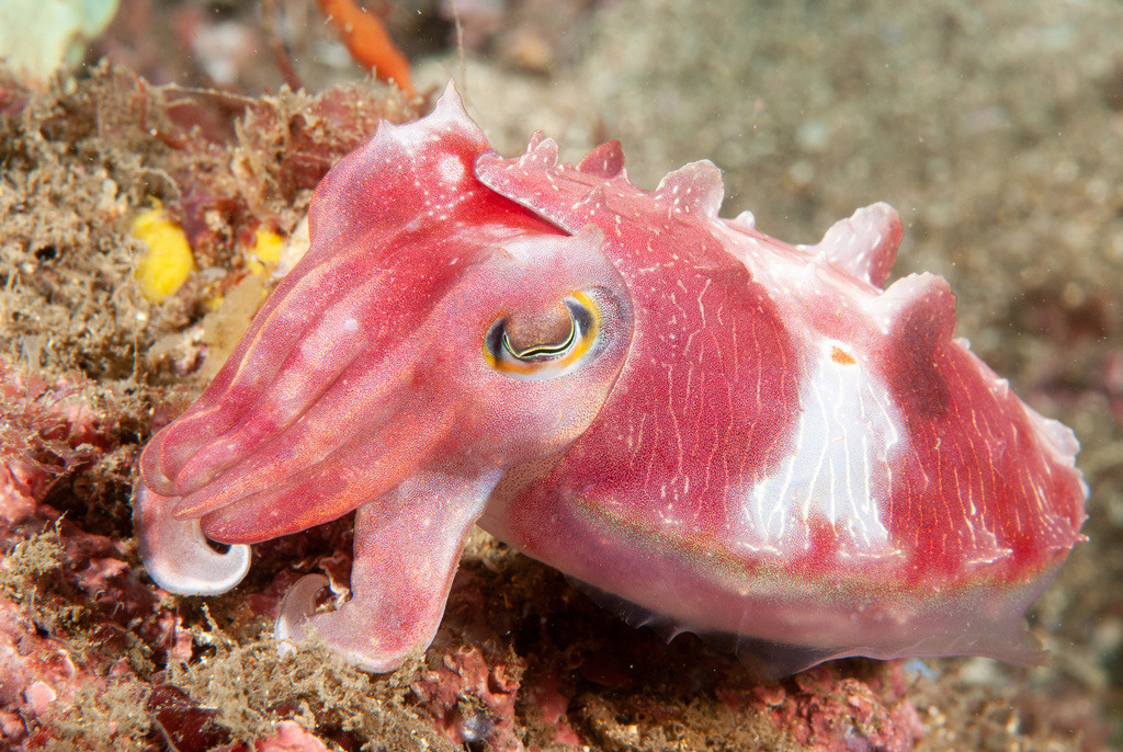 A Ken's Cuttlefish (Sepia grahami) in a reef. It has a pretty pink colour with a white horizontal strip on its mantle. Its limbs are together, except for two arms are pushing on the ground like legs.