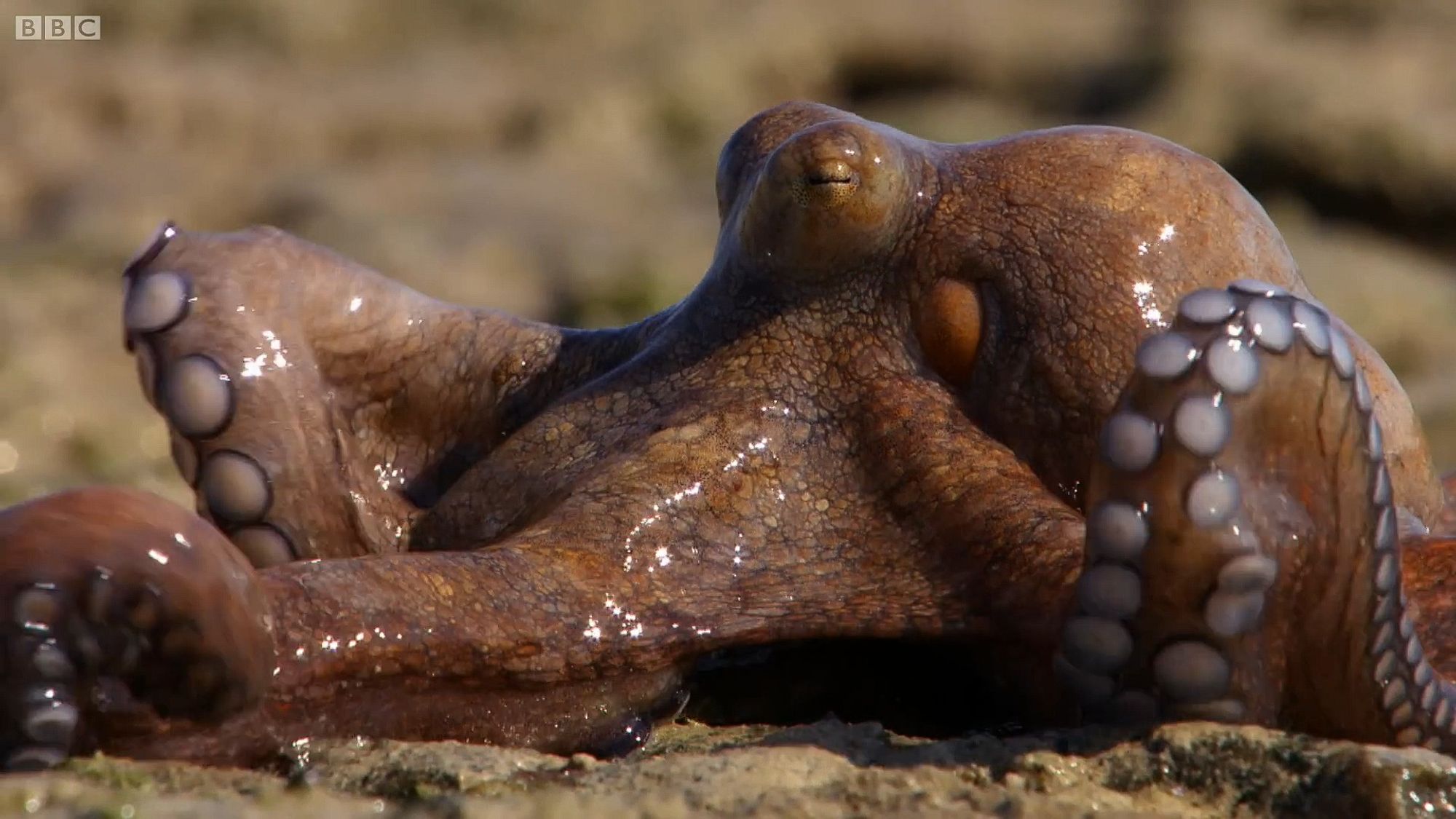 An Algae Octopus (Abdopus aculeatus) crawling along the sand on a beach as it goes towards a tide pool. It is all shiny and smooth as it leaves the water. It is brown with white suckers