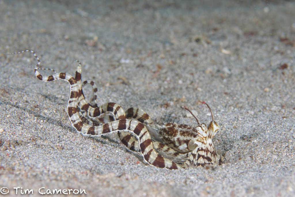 A Mimic Octopus (Thaumoctopus mimicus) sitting in the sand. Its head and mantle are visible, and long "horns" extend from above each eye. Its arms are wavy and extend behind it. It has a white and brown striped pattern.