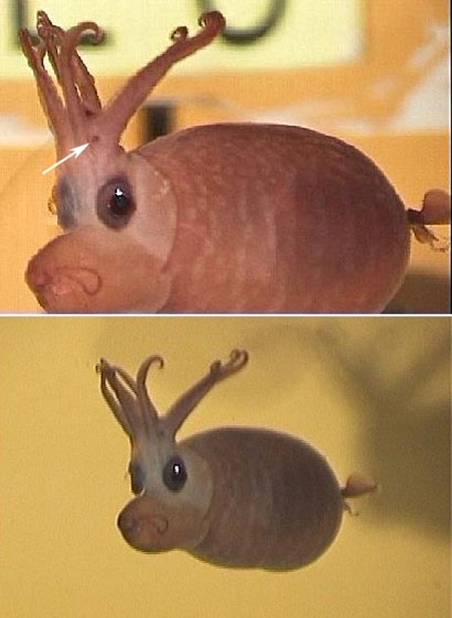 Two In situ photographs of the same female piglet squid (Helicocranchia sp.), anterolateral views, from an ROV photographed floating in front of oil pumping equipment in the Gulf of Guinea at a depth of 1015 m. Arrow in upper photograph points to stub of tentacle. The squid is a slightly translucent beige pink. Its limbs being held upwards, making it look like it has crazy hairdo. It has a relatively large siphon that is below its head sticking straight out, making it look like a pig with a snout, especially since the opening is closed in a way that resembles nostrils.