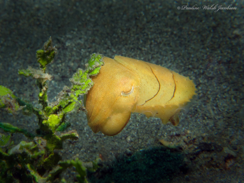 A Broadclub Cuttlefish (Ascarosepion latimanus) floating above the seabed with its head smooshed up behind some sea grass. The cuttlefish has a pale yellow colour.