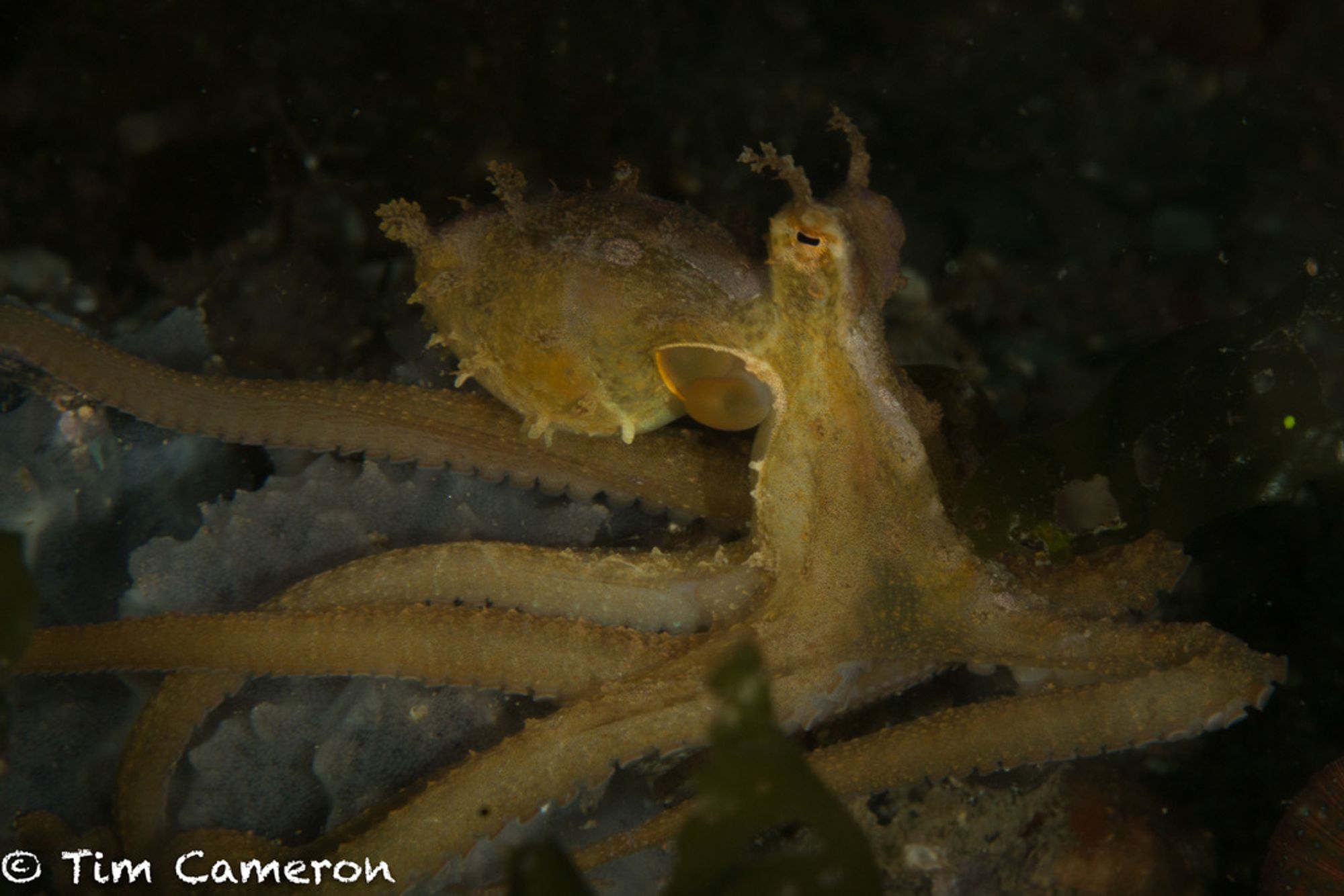 An Algae Octopus (Abdopus aculeatus) moving at night. Its head is up vertically, with its eyes lifted as high as they will go. The mantle its going out horizontal and half inflated, likely in the middle of pushing water out of the siphon, which is visible.. Its arms are long and trailing behind, showing which way the octopus is moving. The octopus is slightly greenish yellow with a whitish bit on the front of its head and mantle. It has small lightly coloured bumps on the arms, and its has its papillae raised. Some papillae, including the long horn like ones above the eyes, are sort of frilly.