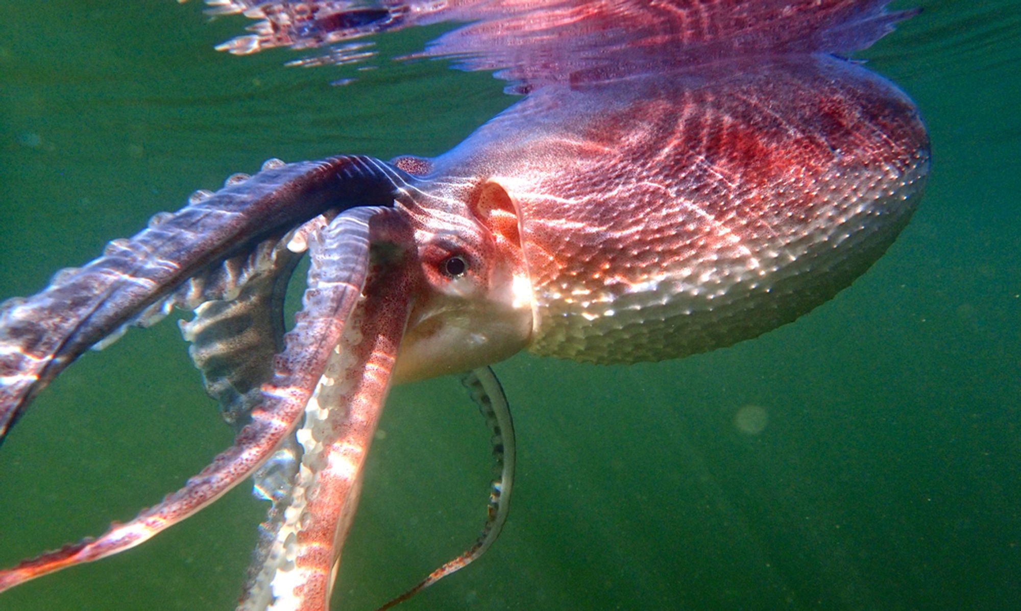 A female football octopus (Ocythoe tuberculata) floating just below the surface of the water. The top of the octopus's mantle is breaking the sufrace. The camera is looking into its round eyes. The mantle is an ellipsoid shape and is covered in a bunch of bunchs, which are larger towards the bottom. The octopus is a reddish/pink colour on the top, and white on the bottom. The water is greenish.