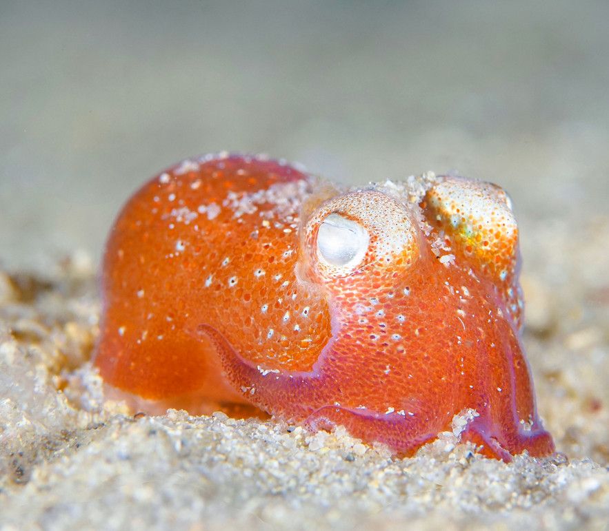 A Southern Bottletail Squid (Sepiadarium austrinum) sitting on white sand. Its arms are close to its body and are sweeping to either side. Its leftmost arm is raised slightly. It has some sand on top of its head and mantle. The bottletail squid is a vibrant orange colour, except for some white above its eyes.