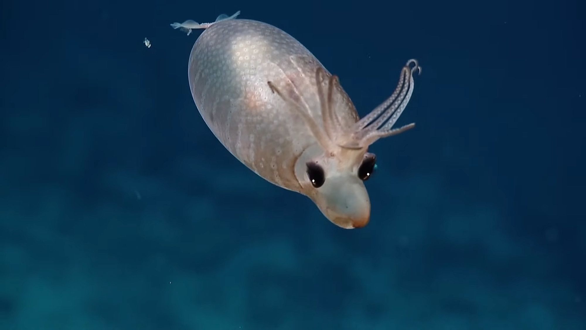 A piglet squid (Helicocranchia sp.) swimming in the ocean. Its limbs are spread out and pointing up, and its mantle is going back. It has black eyes and its siphon is large and going past its head, making it look like a pig with a snout.