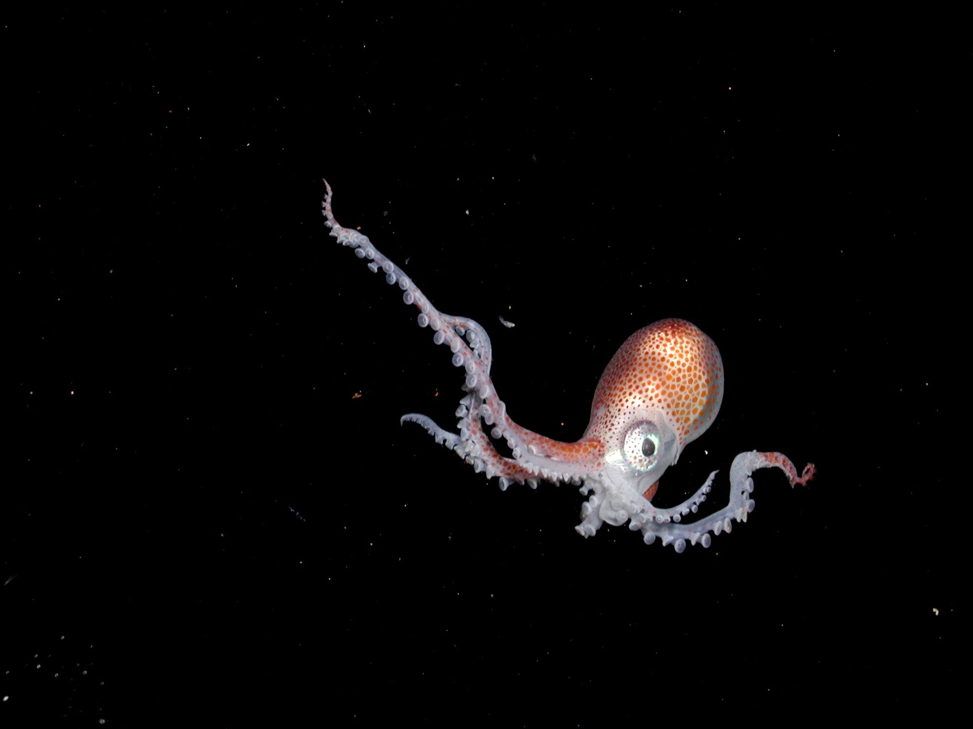 A tiny football octopus (Ocythoe tuberculata) in black water. It is not clear if it is a juvenile or a dwarf male. The octopus has translucent flesh and red chromatophores, with some iridescence on its  eye and two arms. The arms are extending out it in different wavy patterns