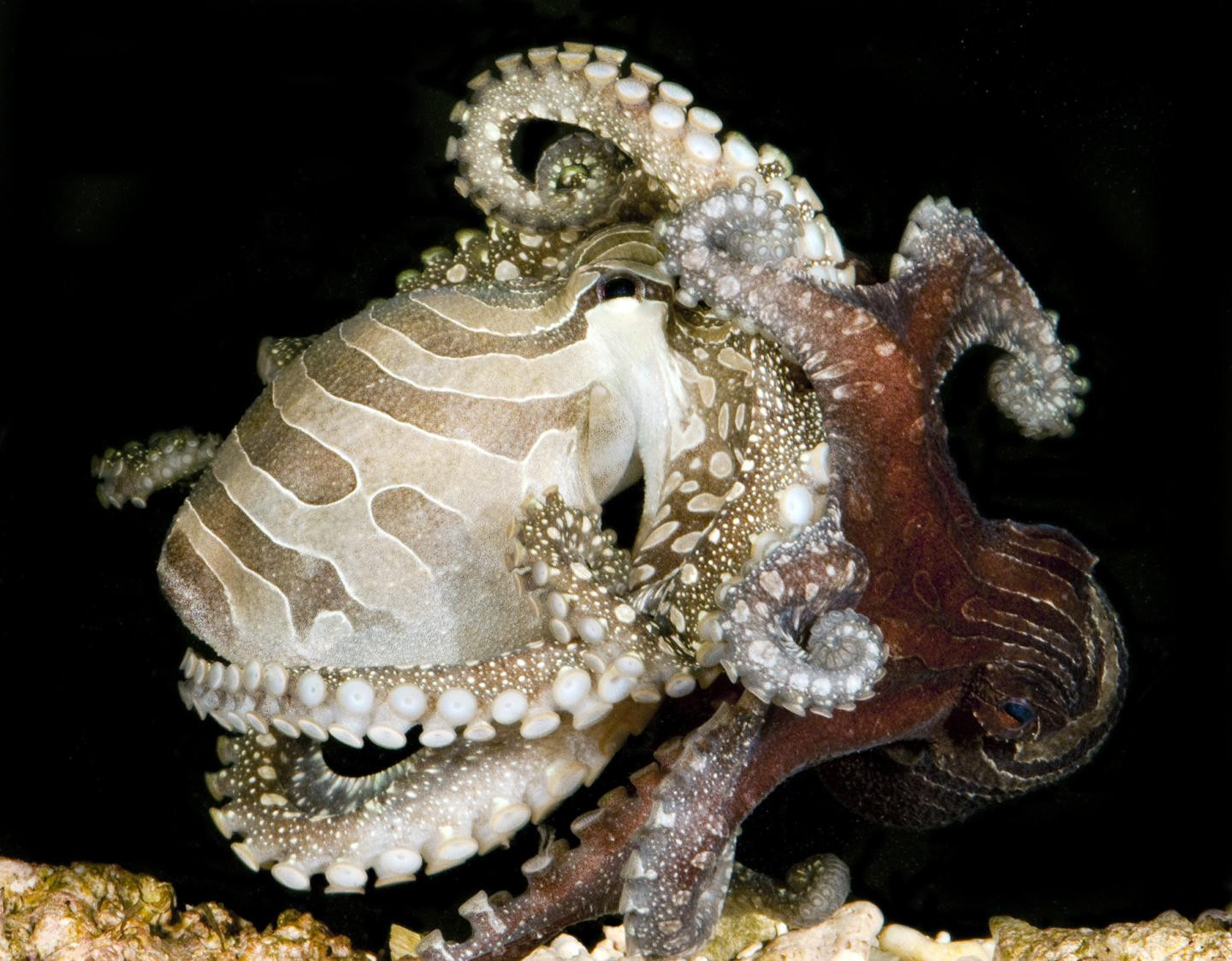 Two larger Pacific striped octopus mating in a beak-to-beak "kissing" position. They are gripping each others faces, and the rest of their arms are curled away. The octopus on the left is lightly coloured, with a sandy beige colour, and the octopus on the right has a dark reddish brown colour. Where their stripes are they have darker colours.
