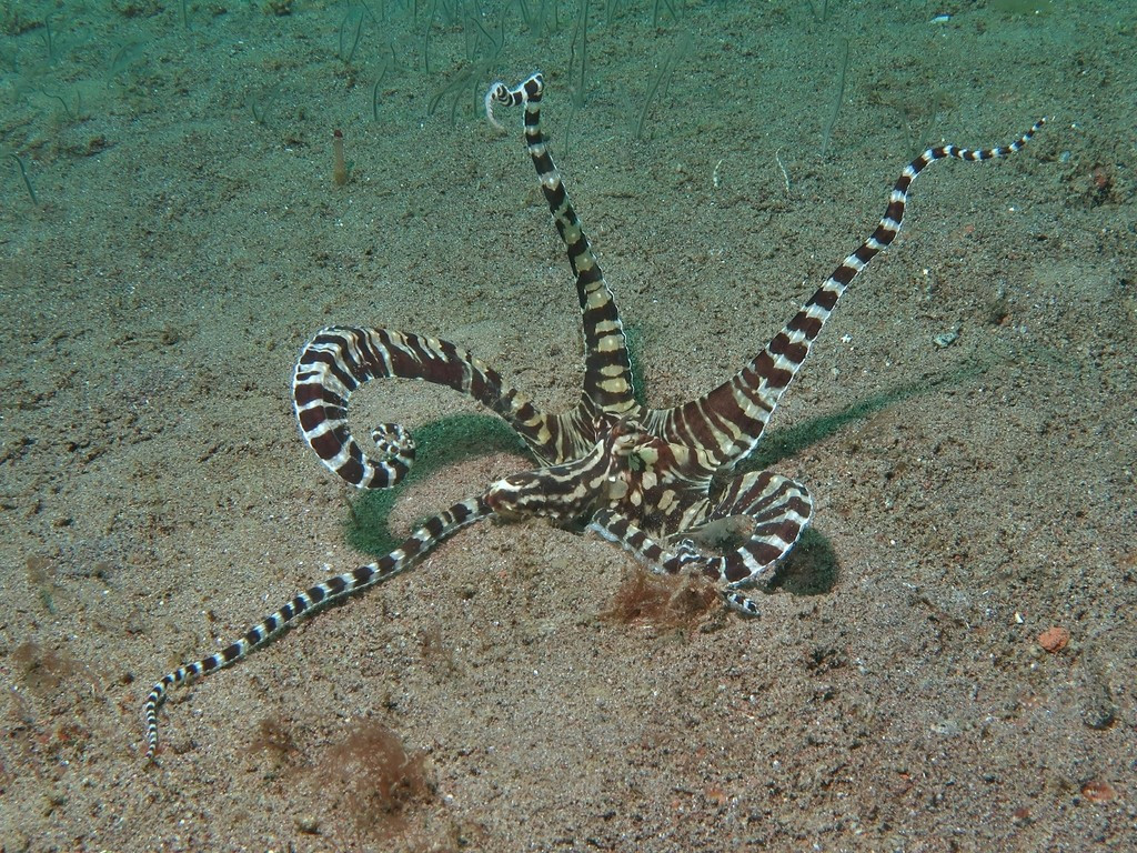 A Mimic Octopus (Thaumoctopus mimicus) sitting in the sand. Its head, mantle and arms are sticking out of the sand. Two arms are extending up on a diagonal, like it is trying to resemble a "Y" like with the YMCA dance. The two arms on either side of those arms are extending back and curling around. One arm is extending straight back. It has an alternative pattern of white and brown. This is most notable on its arms, which have alternating brown and white stripes, with a thin white lin going down the length of the arms.