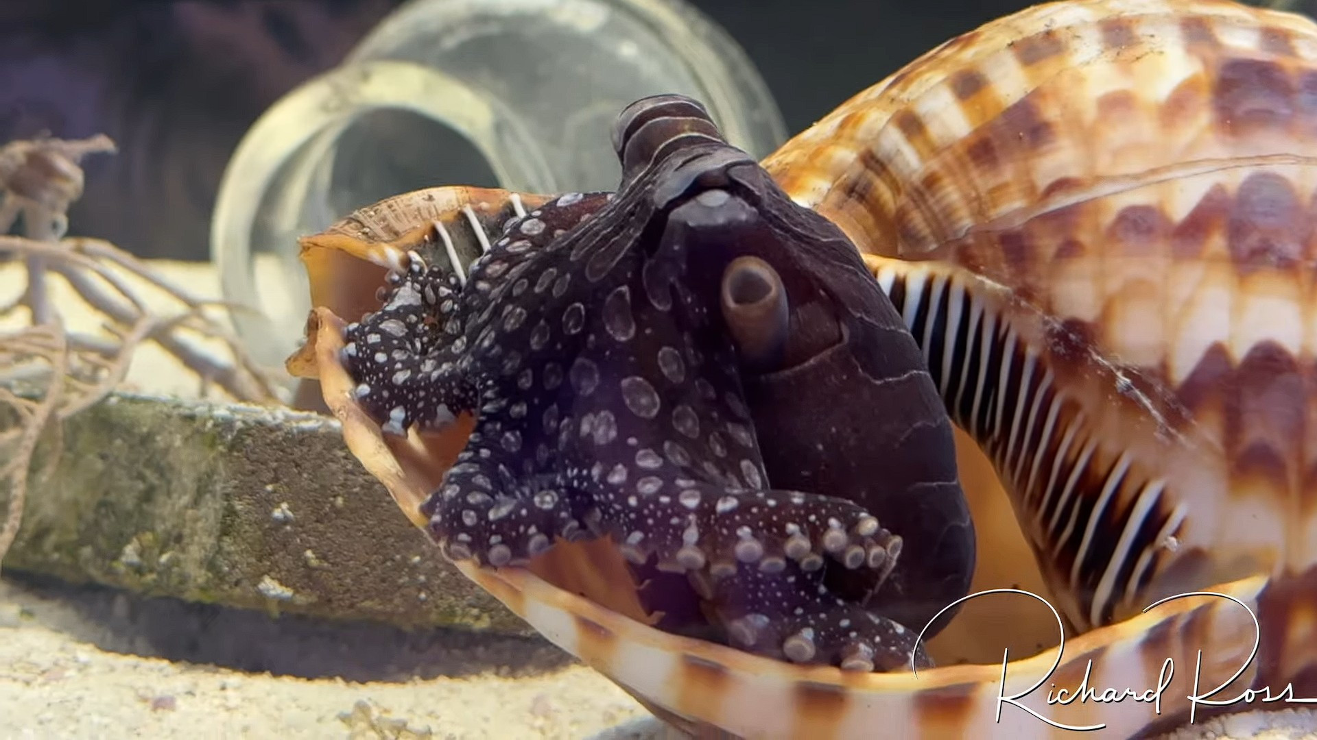 A still from a video of a larger Pacific striped octopus  flashing colours. It was alternating between a reddish brown colour and a light sandy beige, with primarily its stripes and spots changing colour. The octopus is sitting in the opening of a conch shell.
