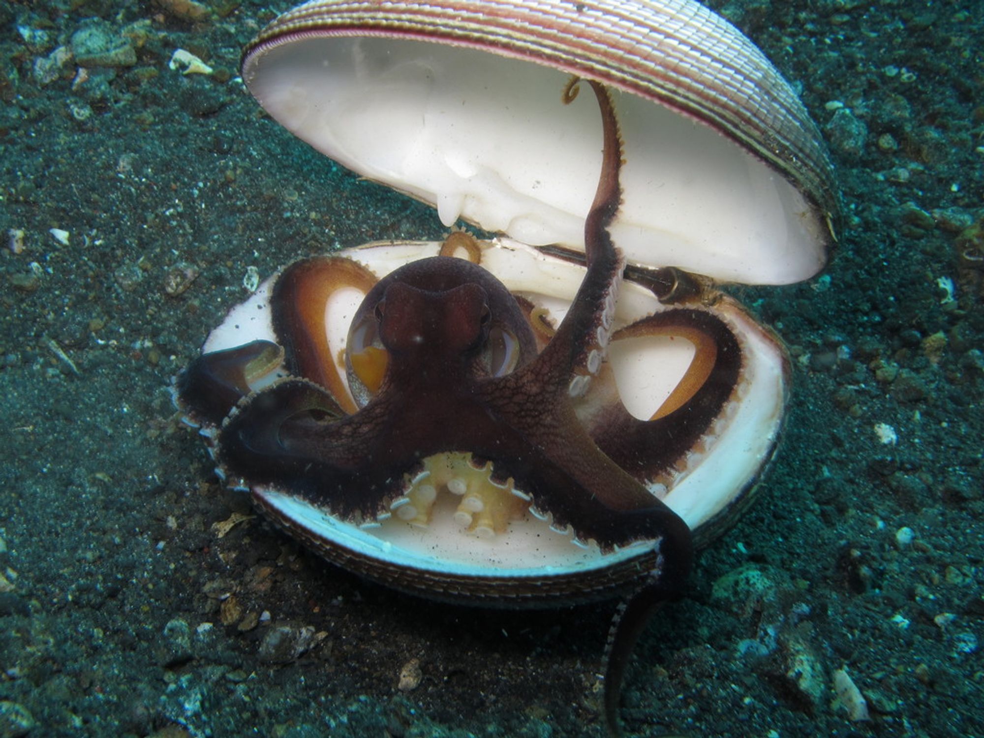 Coconut Octopus (Amphioctopus marginatus) sitting in the empty shell of some bivalve. Most of it is contained in the shell, except for one arm spilling out the side. It is brown with orange on the bottom/sucker side. One of its arms are lifting the shell open and it is staring at the camera with a passive aggressive look.