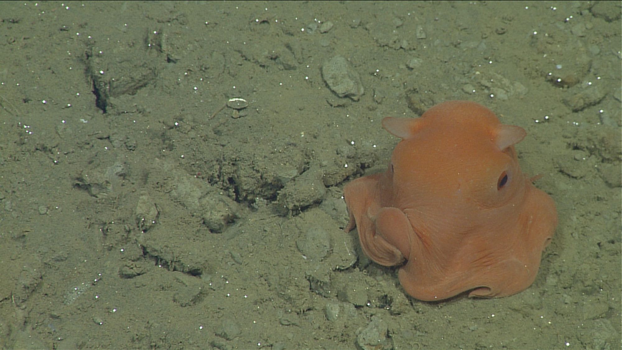 A flapjack octopus (Opisthoteuthis sp.) sitting on the seabed. It is adorable, small and squishy, like a mango ice cream scoop with itty bitty "ears" which are its fins. It is twisting two of its arms together like it is rubbing its hands together.