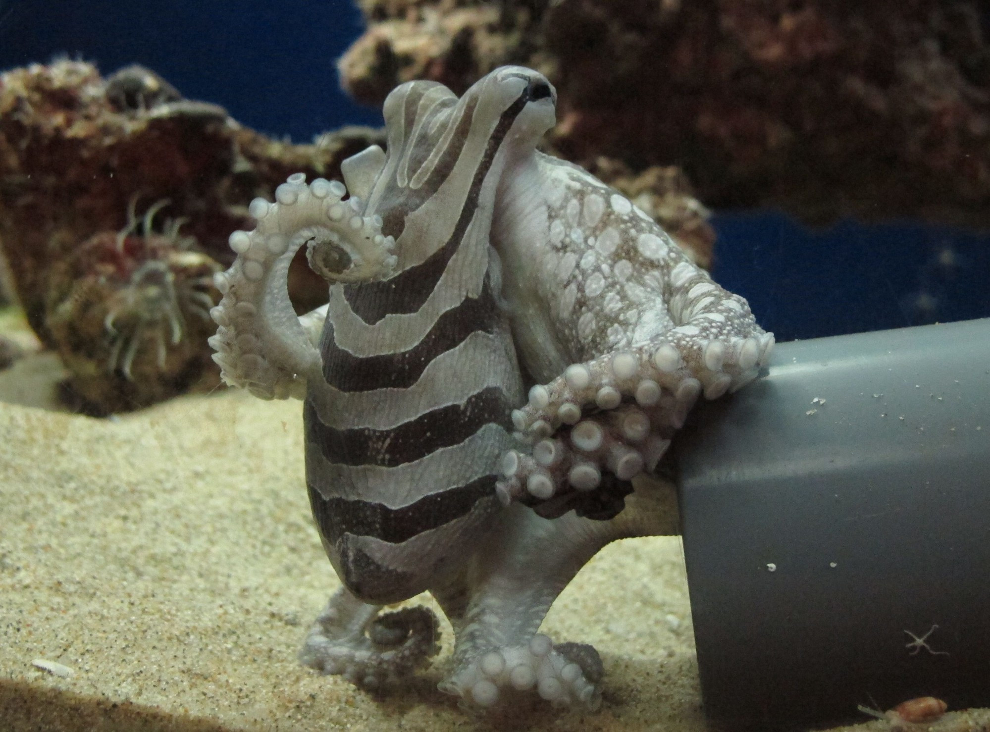 A Larger Pacific striped octopus standing in a tank with two arms with its suckers visible. It is leaning on a plastic tube with two of its arms, and its striped mantle is drooping down, facing the camera. One arm is reaching back behind the mantle and is curled, making it look like the octopus is deep in thought.