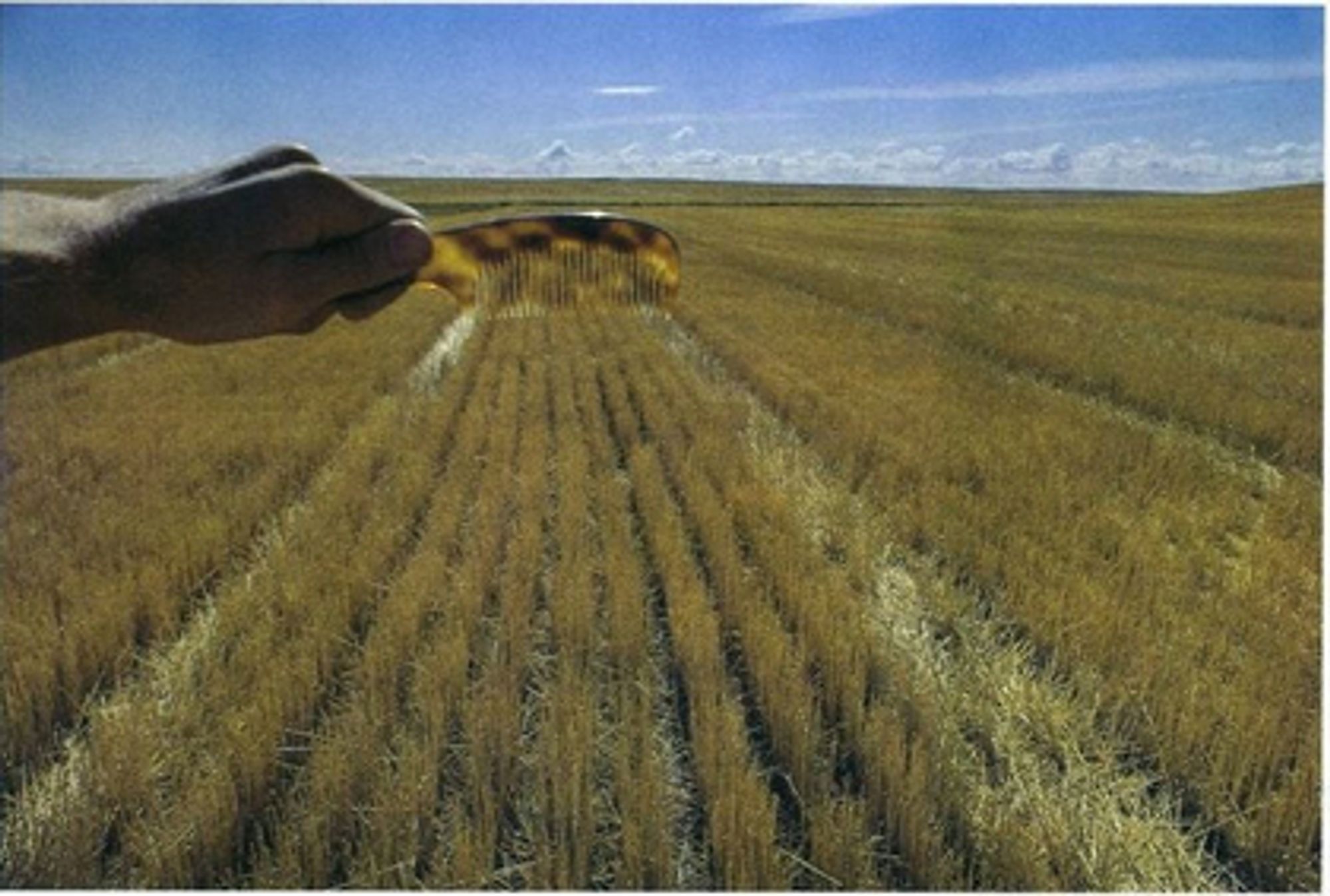 A field of crops with a comb held in front of it to make a visual pun, as if the rows of wheat were produced by combing them