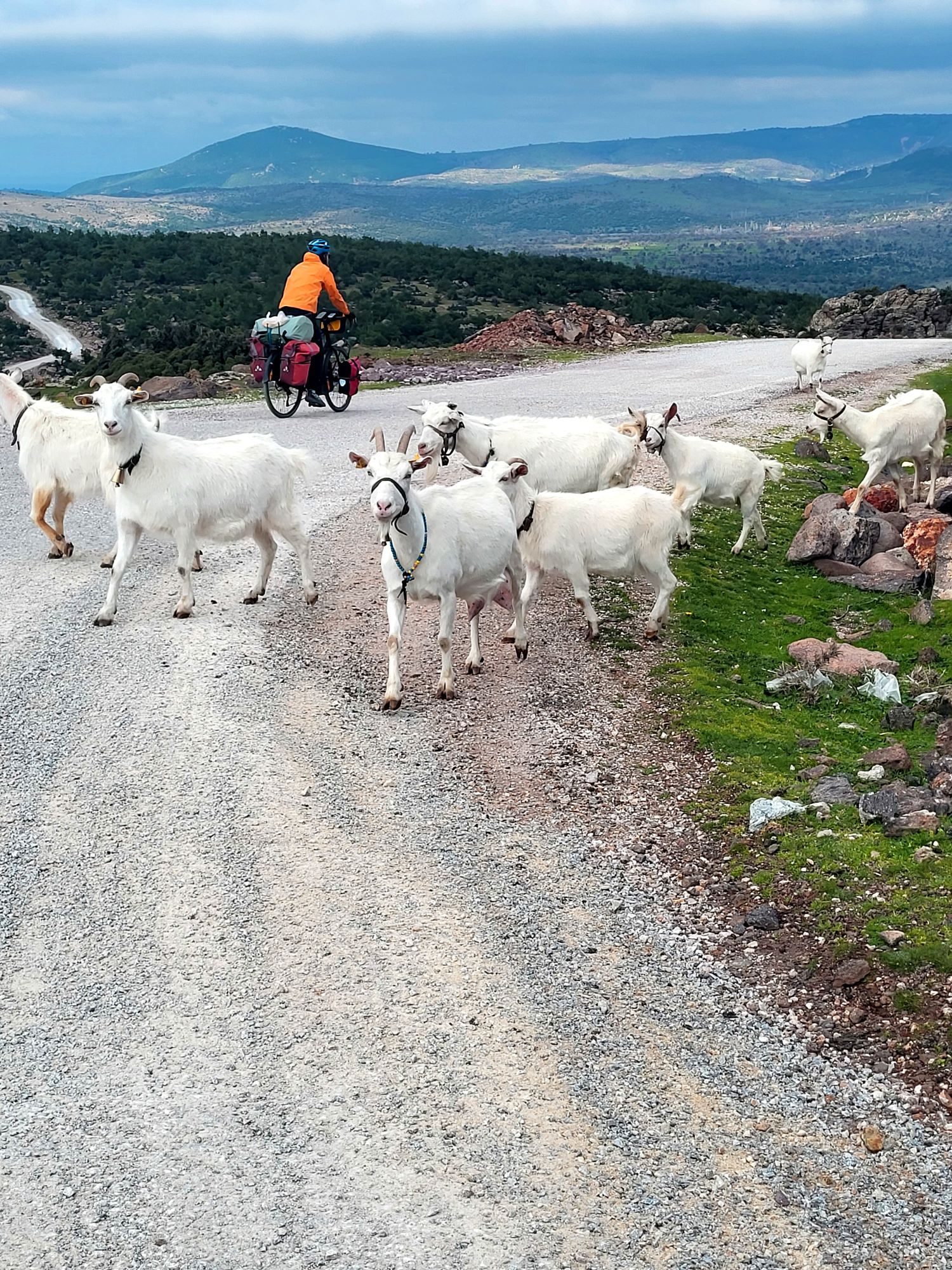 chèvres traversant la route après le passage d'un cycliste, montagnes