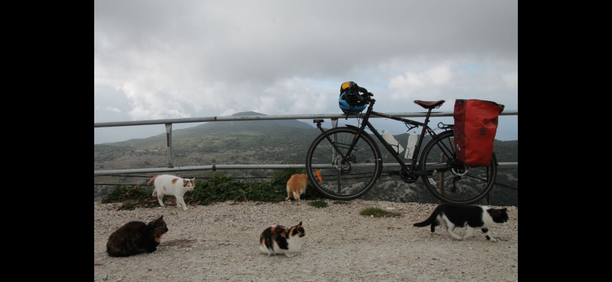 5 chats tournant autour d'un vélo en haut d'une montagne