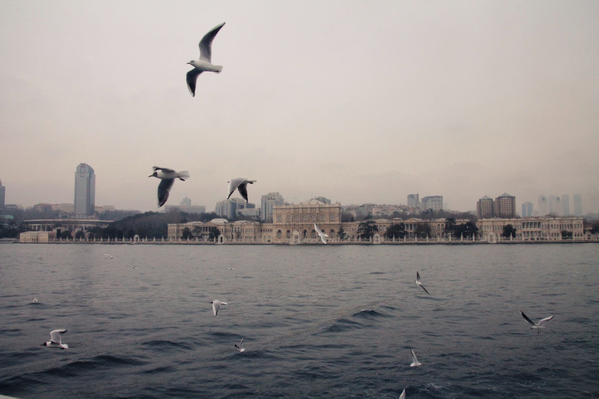 vue d'istanbul de la mer, mouettes en plein vol